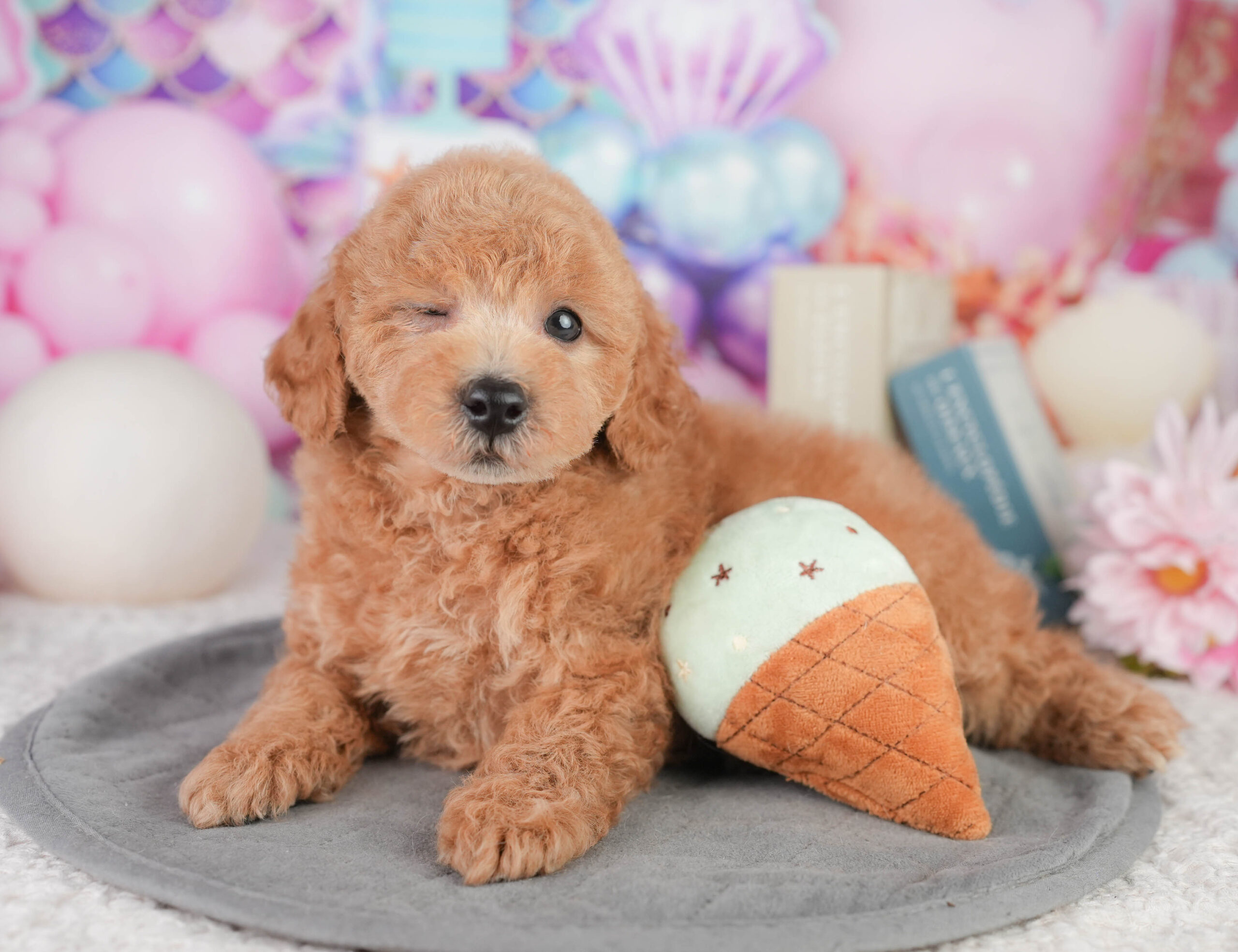 トイ・プードル | 男の子 | レッド | 2026年1月11日