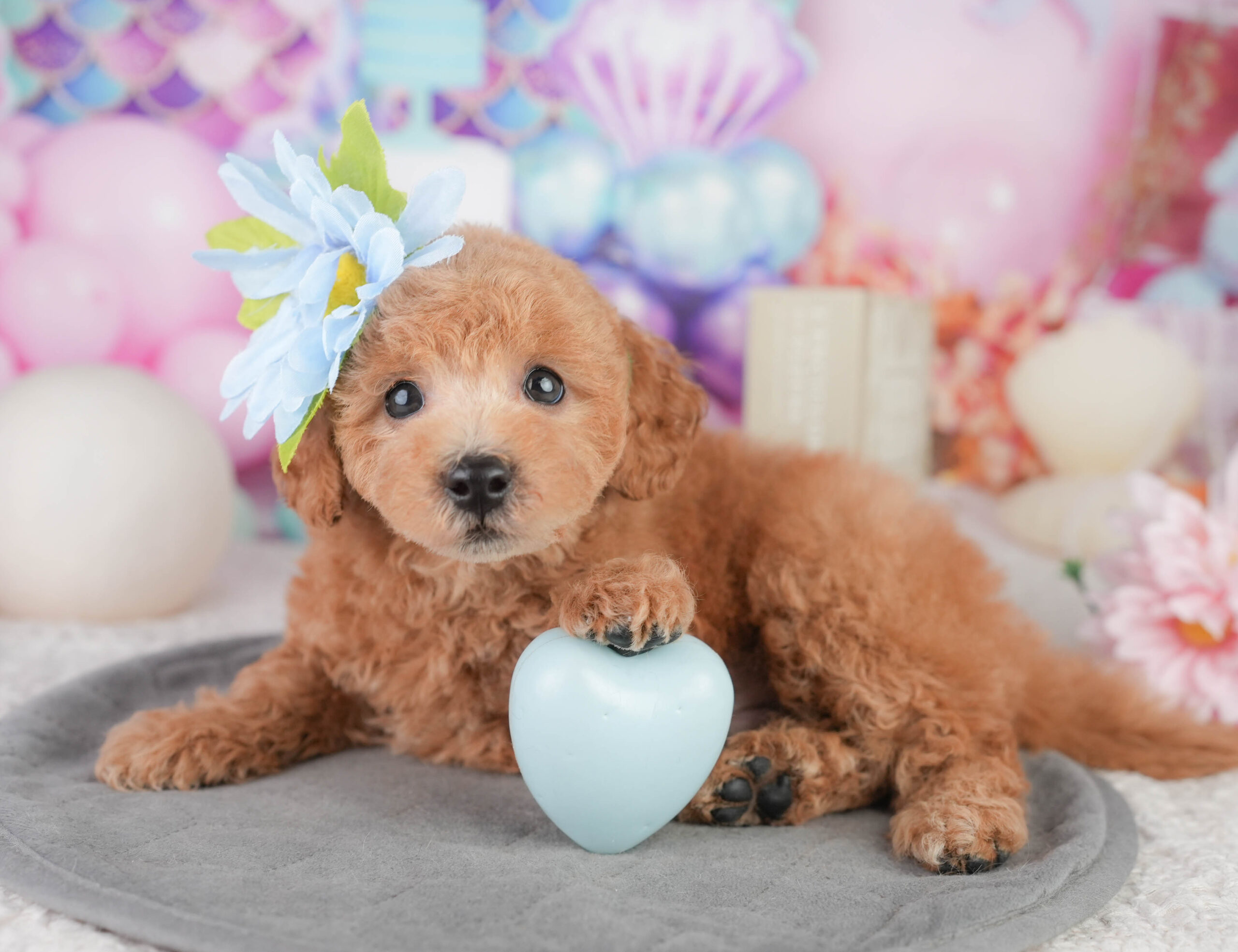 トイ・プードル | 男の子 | レッド | 2026年1月11日