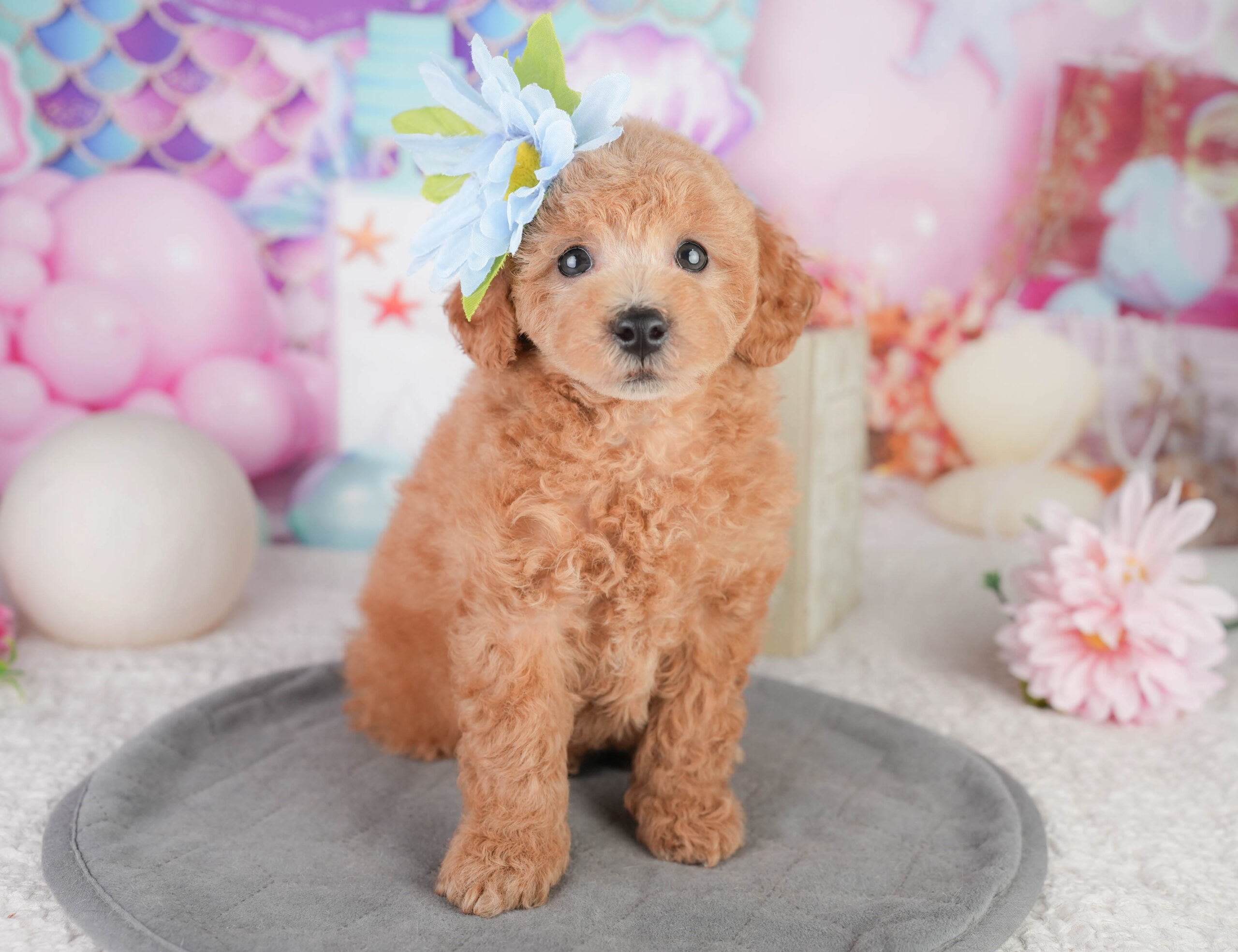 トイ・プードル | 男の子 | レッド | 2026年1月11日