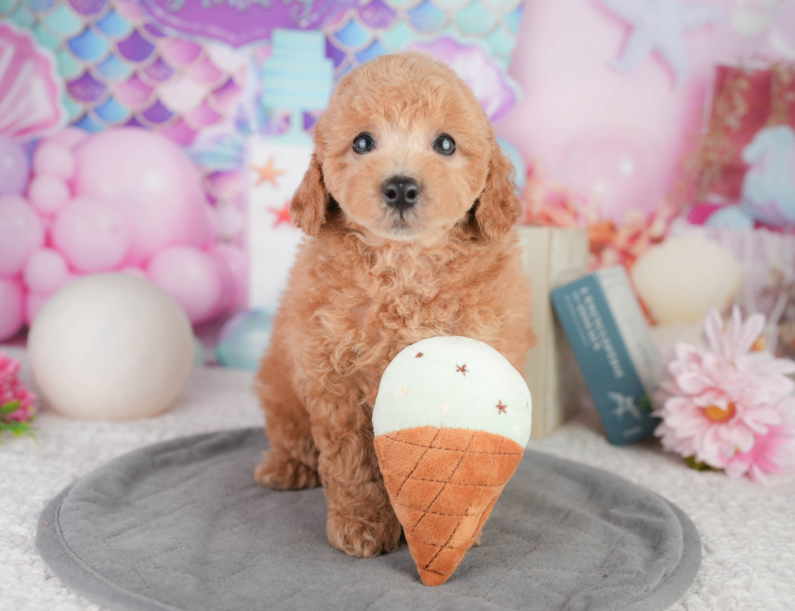 トイ・プードル | 男の子 | レッド | 2026年1月11日