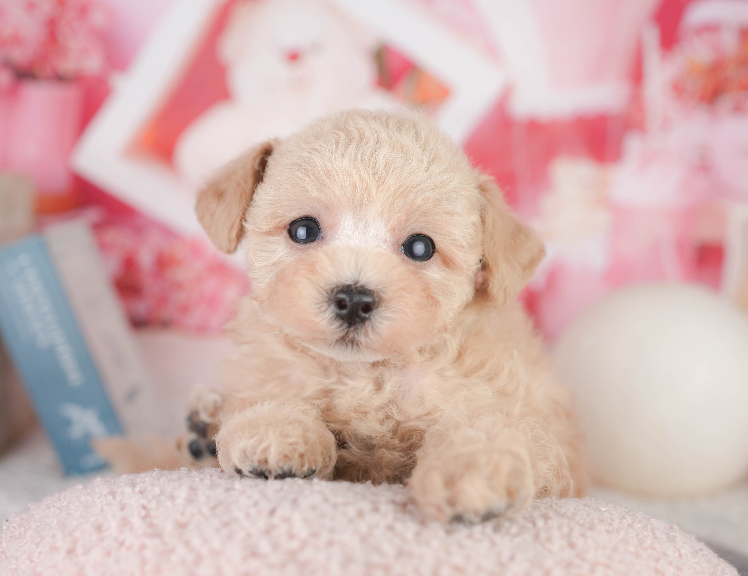 トイ・プードル | 女の子 | アプリコット | 2026年1月11日