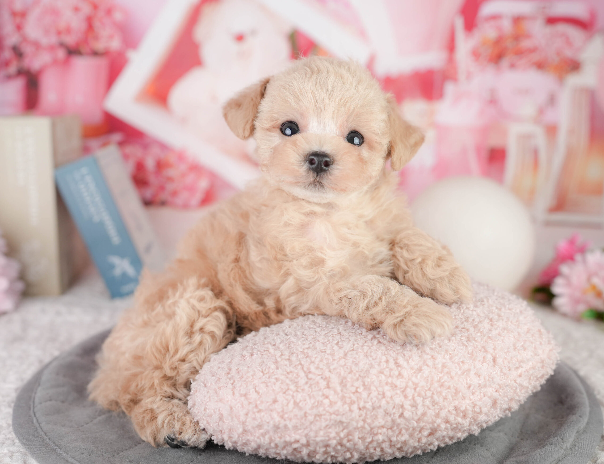 トイ・プードル | 女の子 | アプリコット | 2026年1月11日