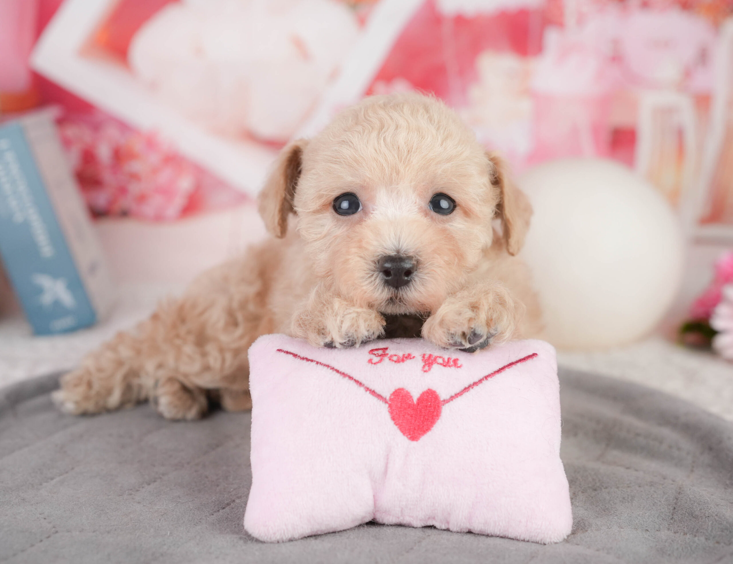 トイ・プードル | 女の子 | アプリコット | 2026年1月11日