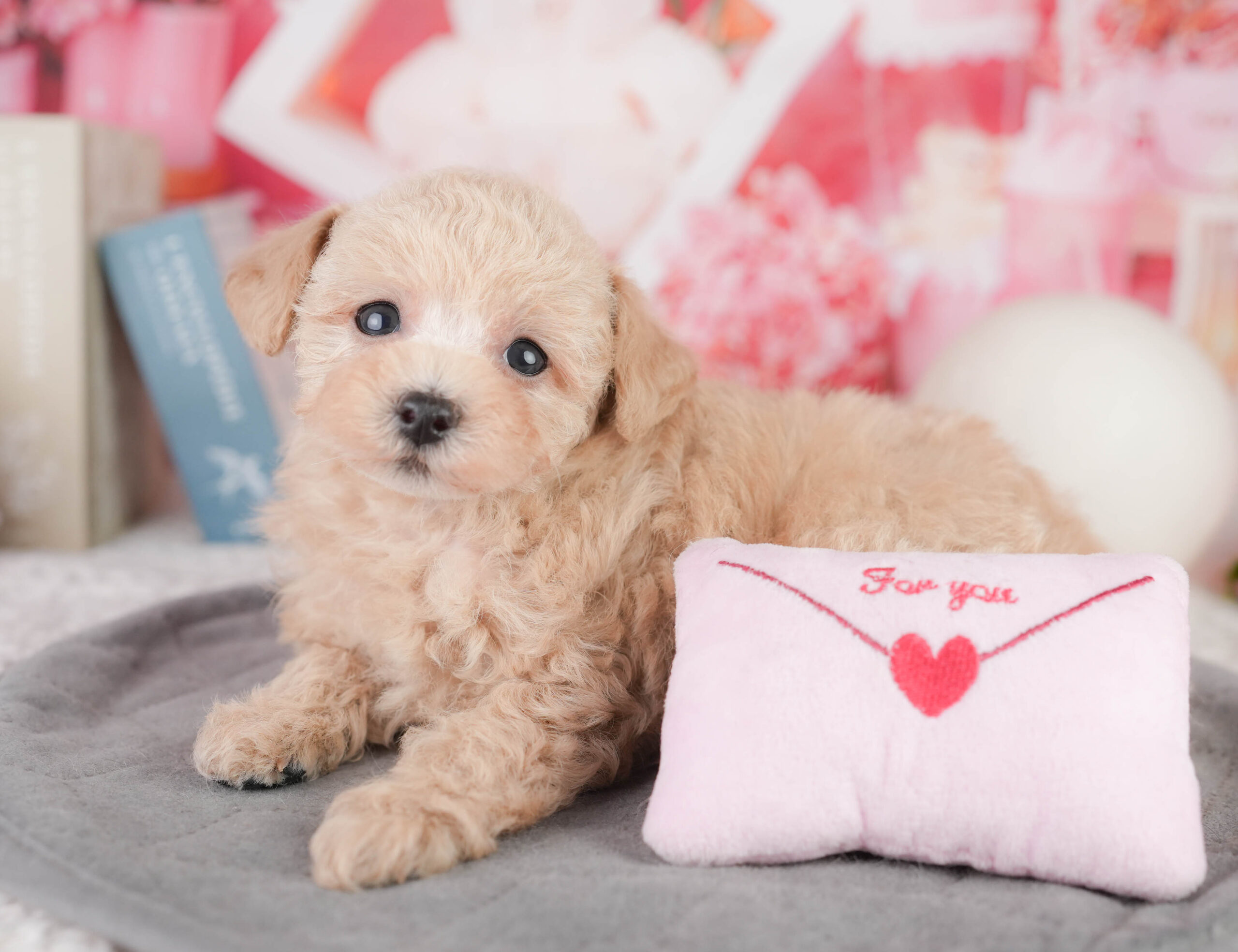 トイ・プードル | 女の子 | アプリコット | 2026年1月11日