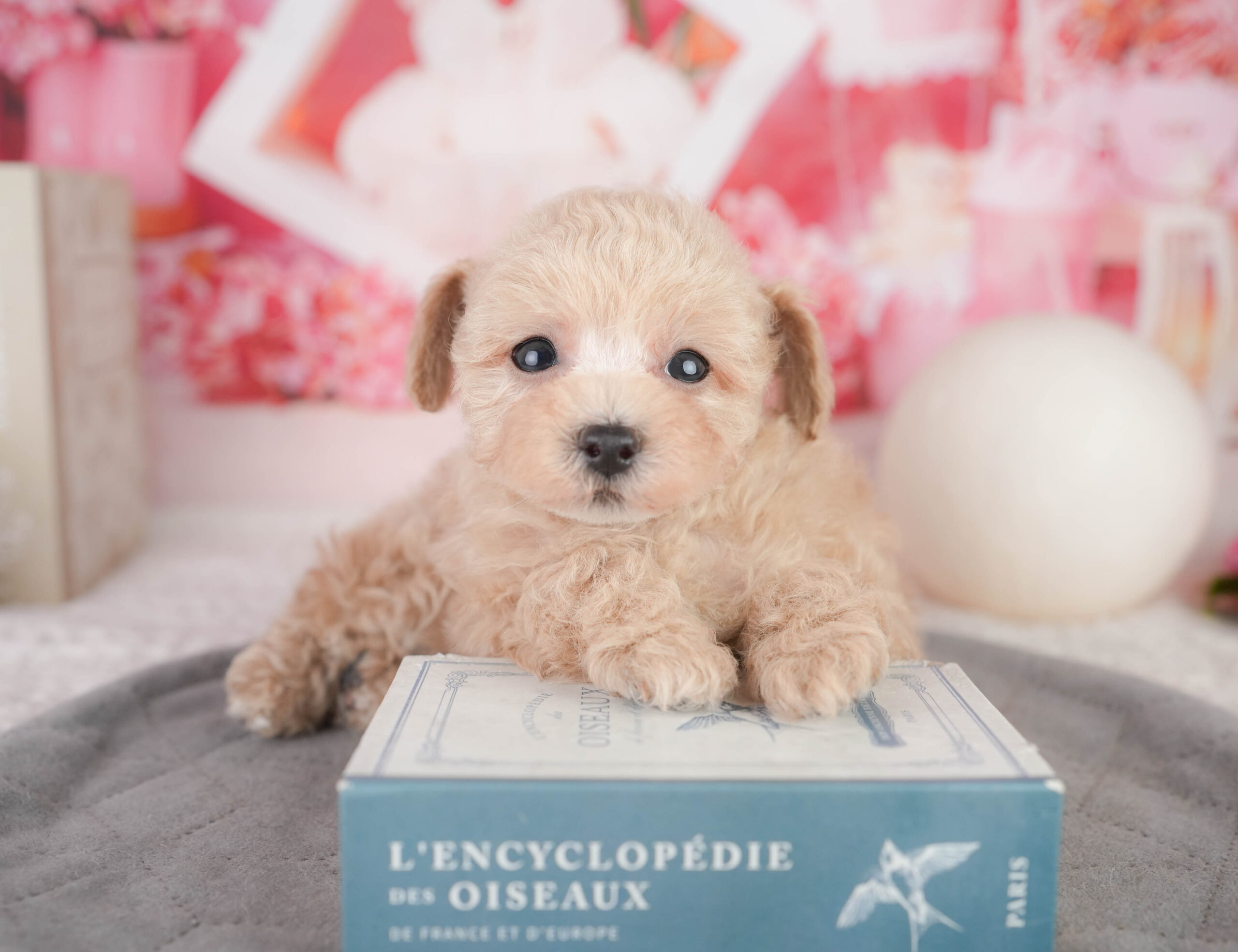 トイ・プードル | 女の子 | アプリコット | 2026年1月11日