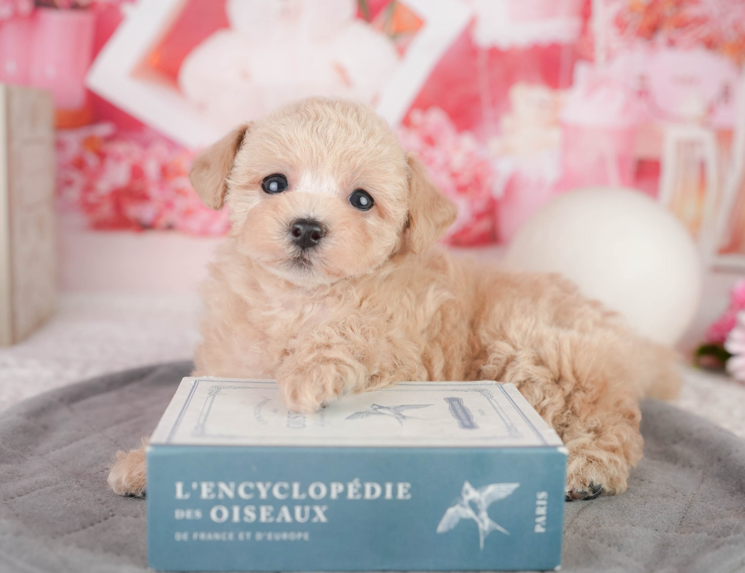 トイ・プードル | 女の子 | アプリコット | 2026年1月11日