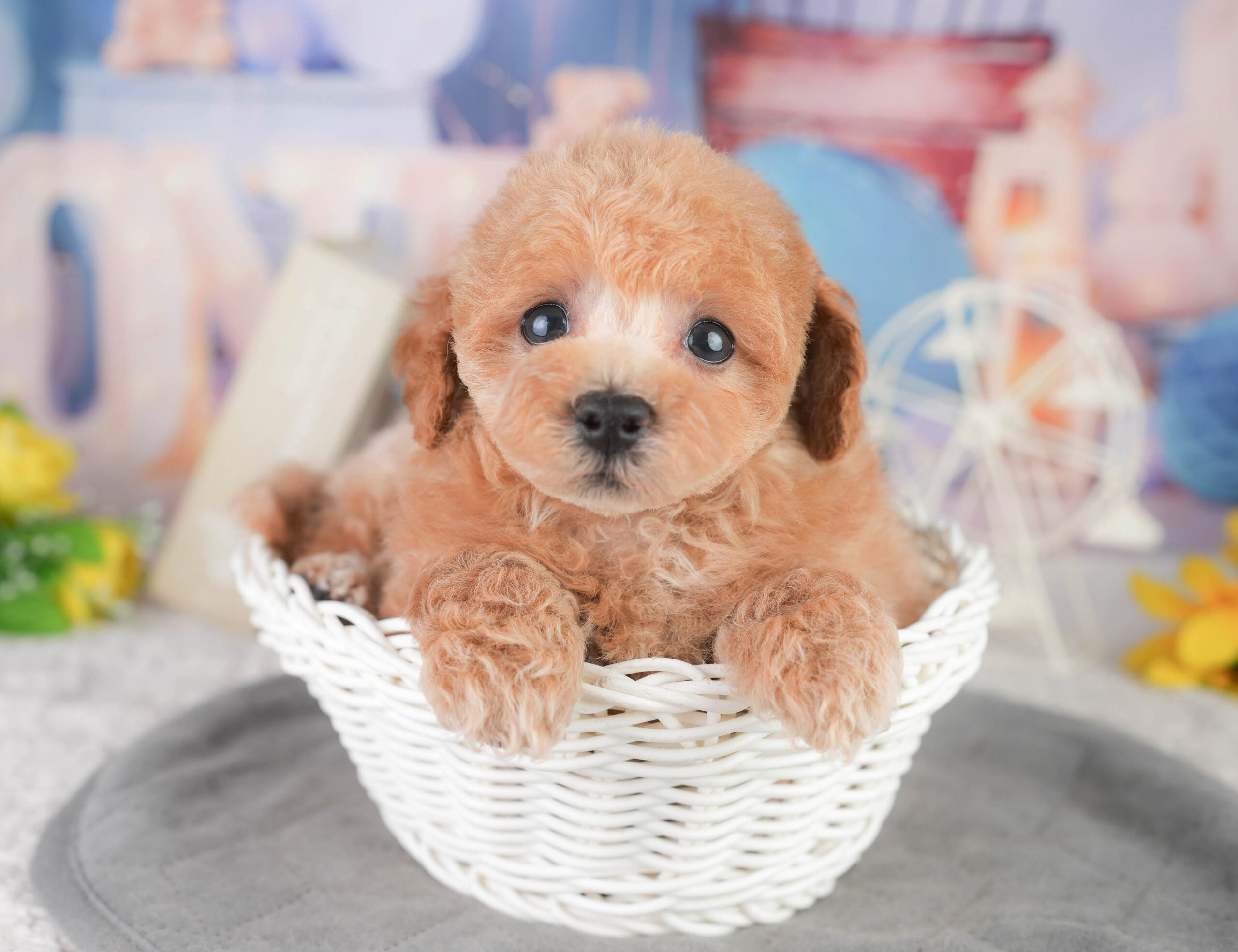 トイ・プードル | 男の子 | レッド | 2026年1月11日