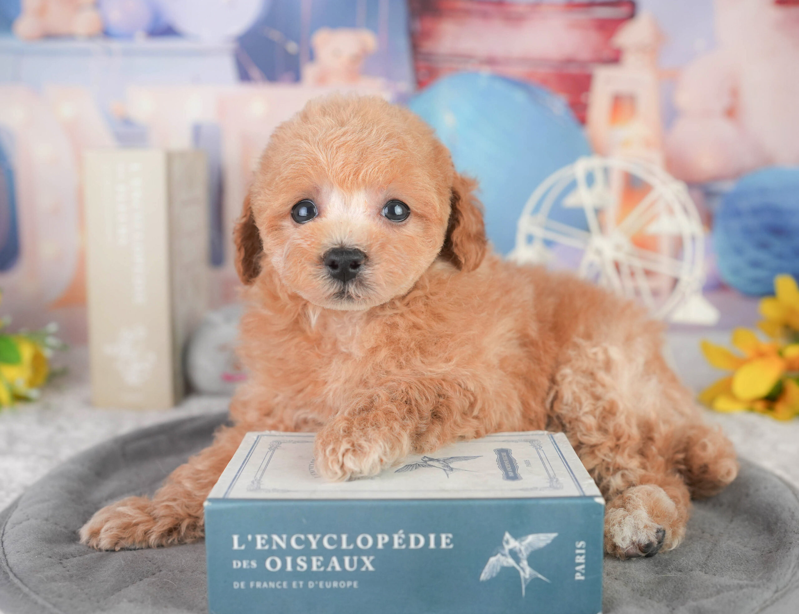 トイ・プードル | 男の子 | レッド | 2026年1月11日