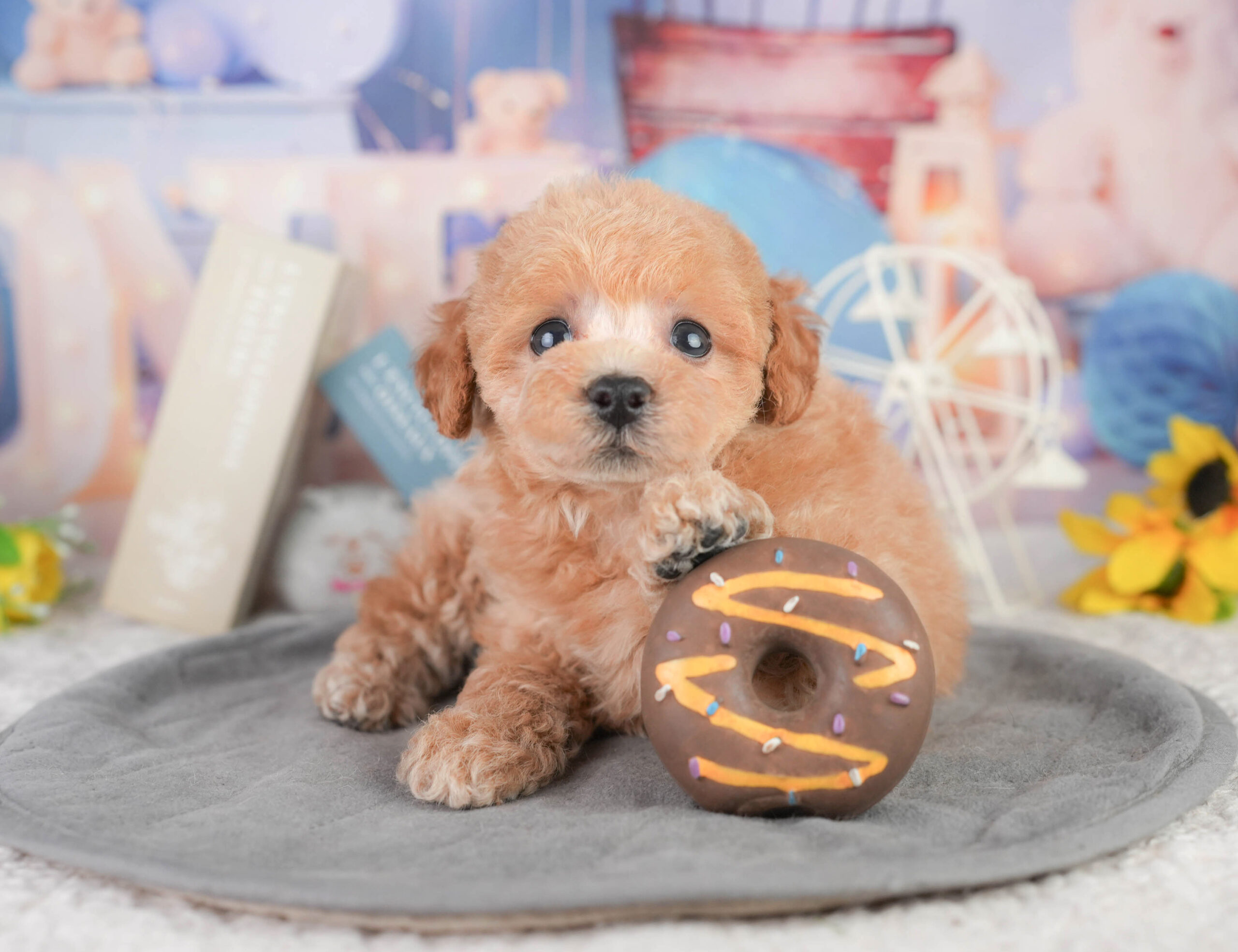 トイ・プードル | 男の子 | レッド | 2026年1月11日