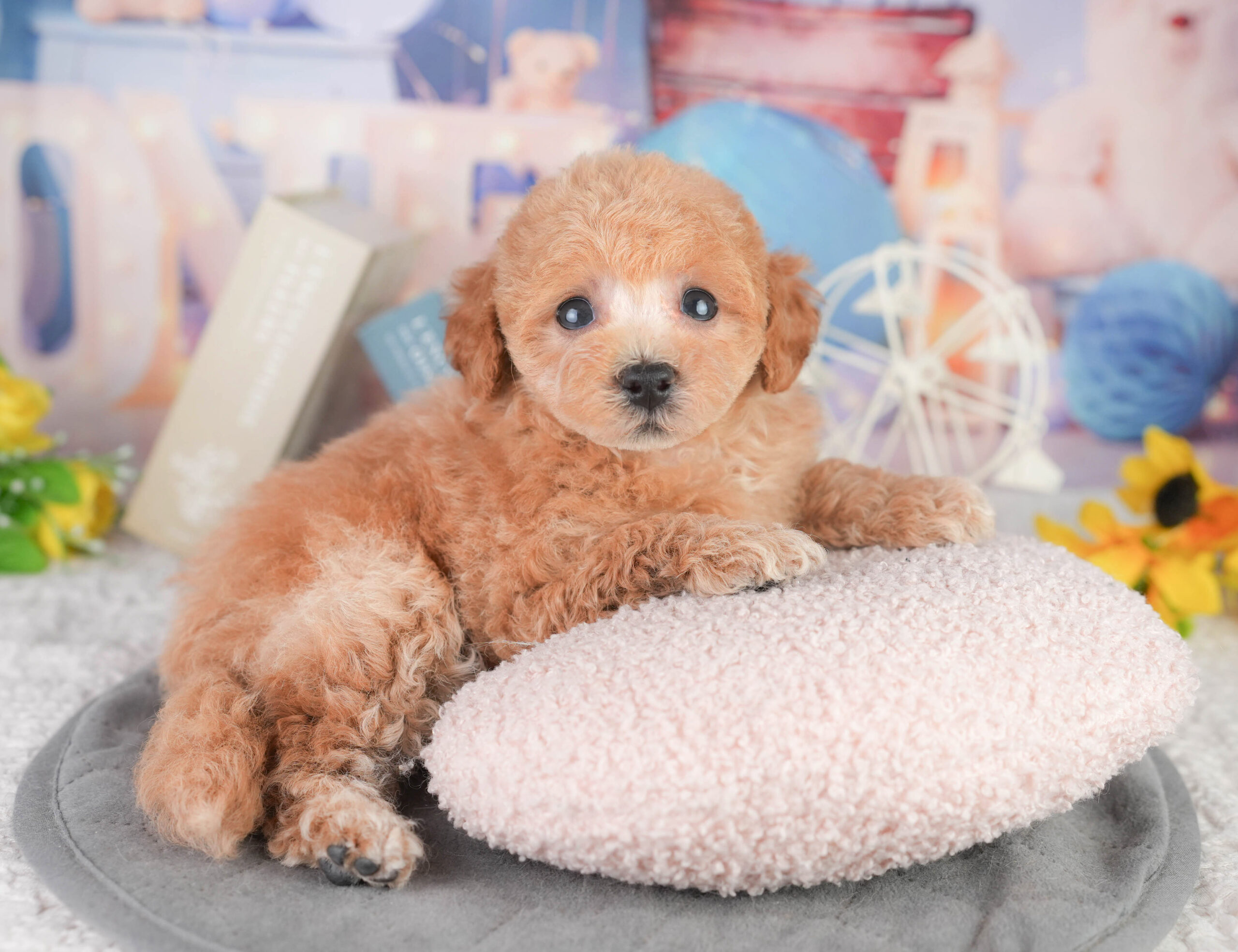 トイ・プードル | 男の子 | レッド | 2026年1月11日