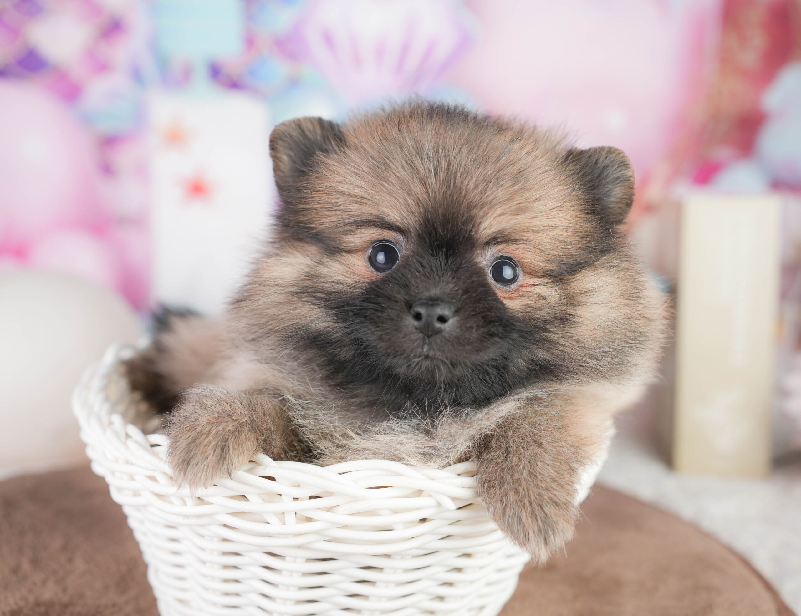 ポメラニアン | 女の子 | オレンジ | 2026年1月12日