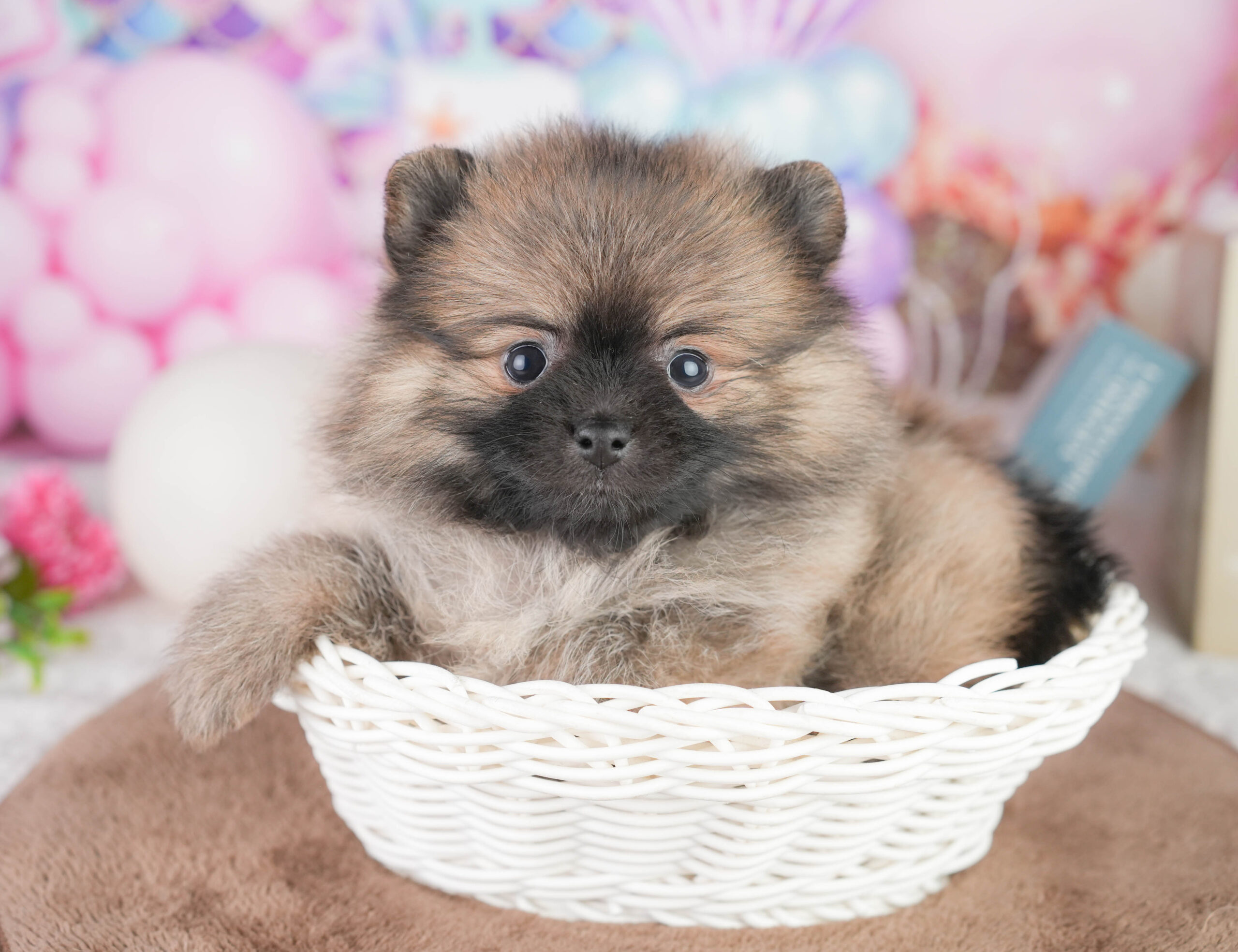 ポメラニアン | 女の子 | オレンジ | 2026年1月12日