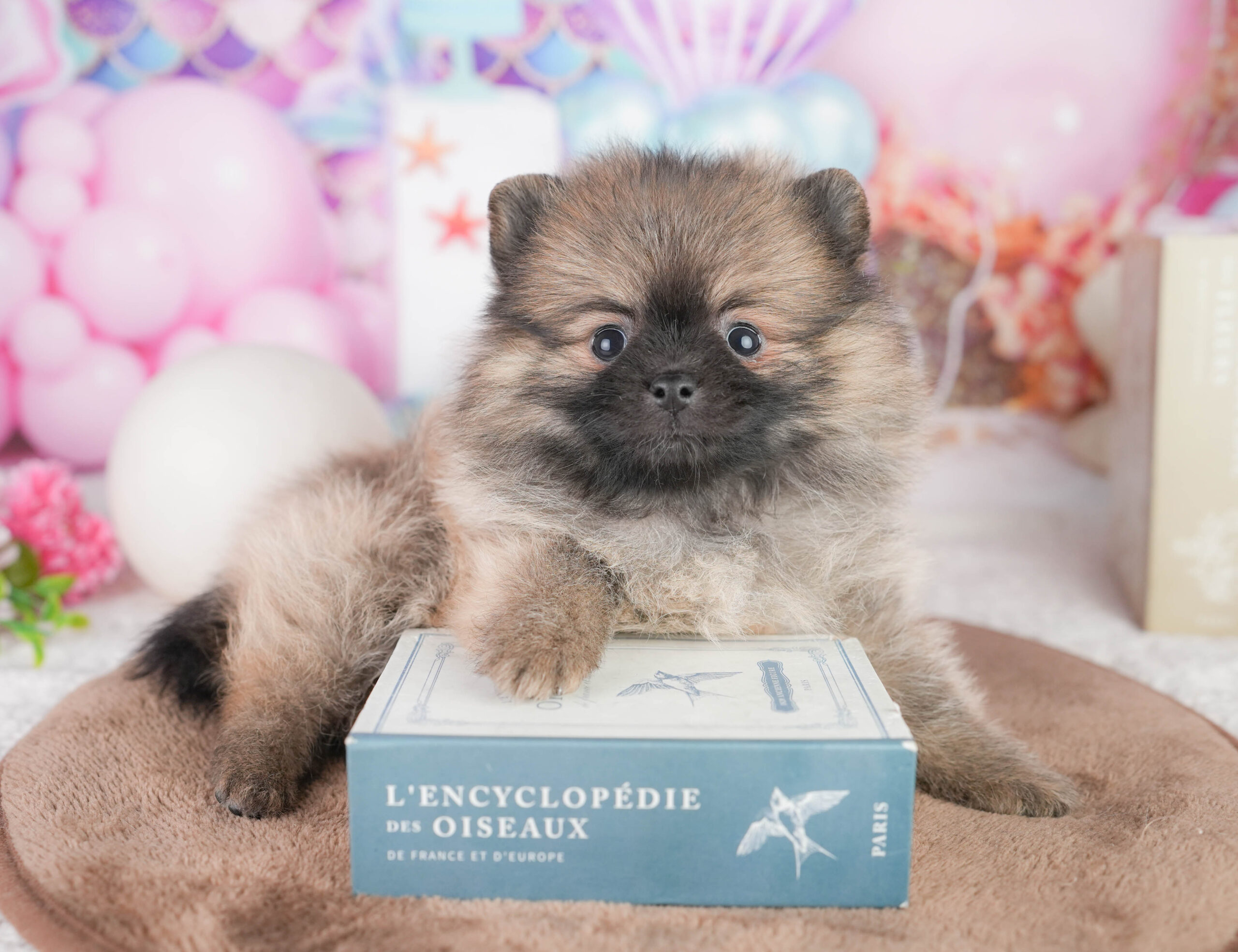 ポメラニアン | 女の子 | オレンジ | 2026年1月12日