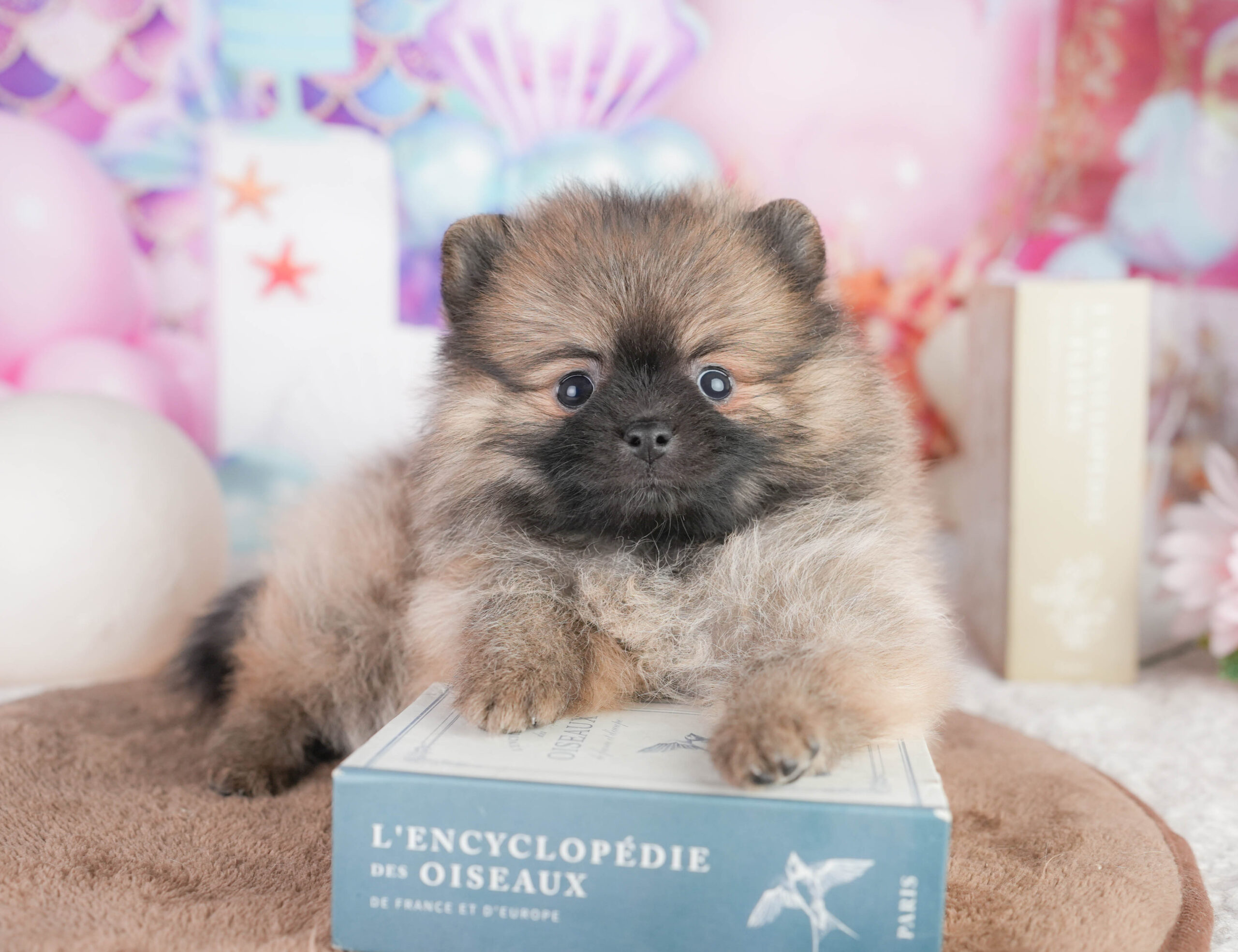 ポメラニアン | 女の子 | オレンジ | 2026年1月12日