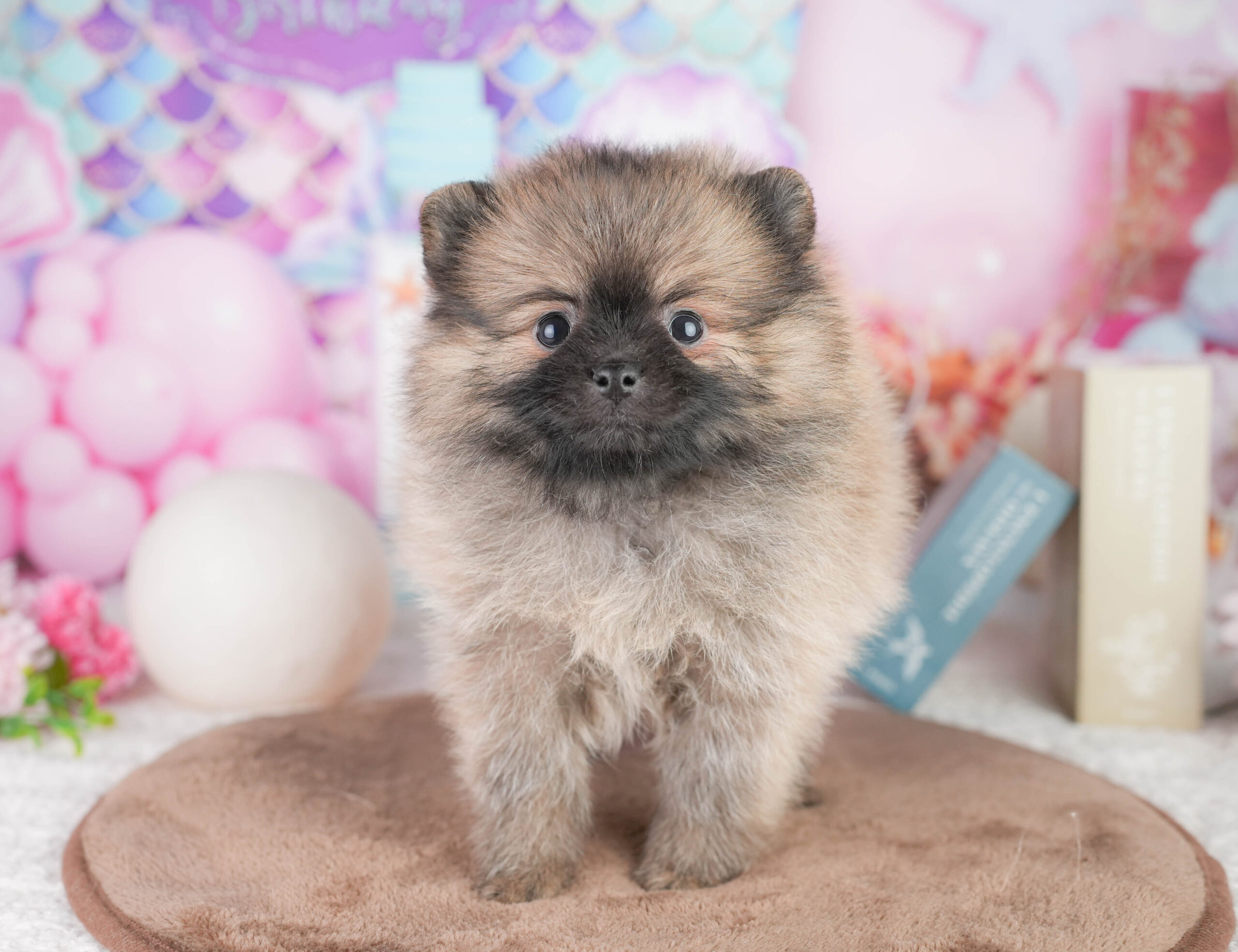 ポメラニアン | 女の子 | オレンジ | 2026年1月12日