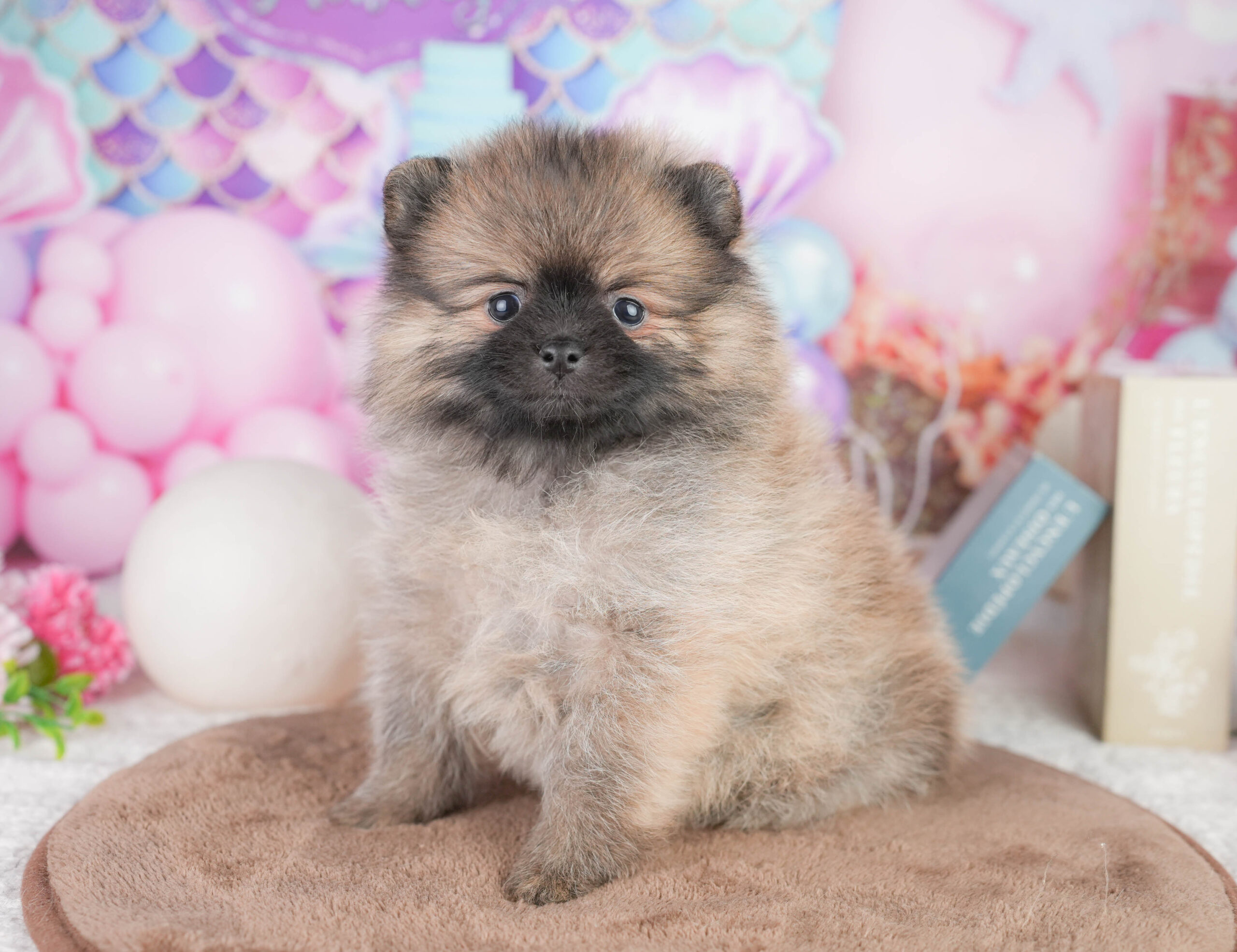 ポメラニアン | 女の子 | オレンジ | 2026年1月12日