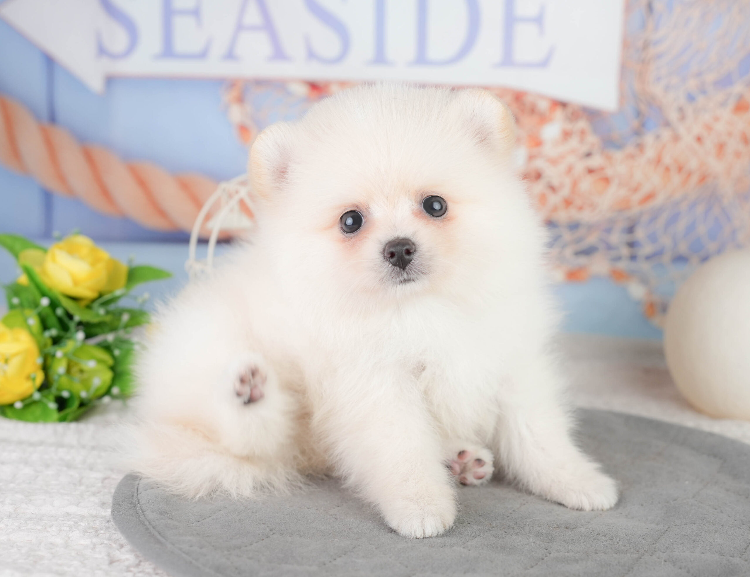 ポメラニアン | 男の子 | クリーム | 2026年1月12日