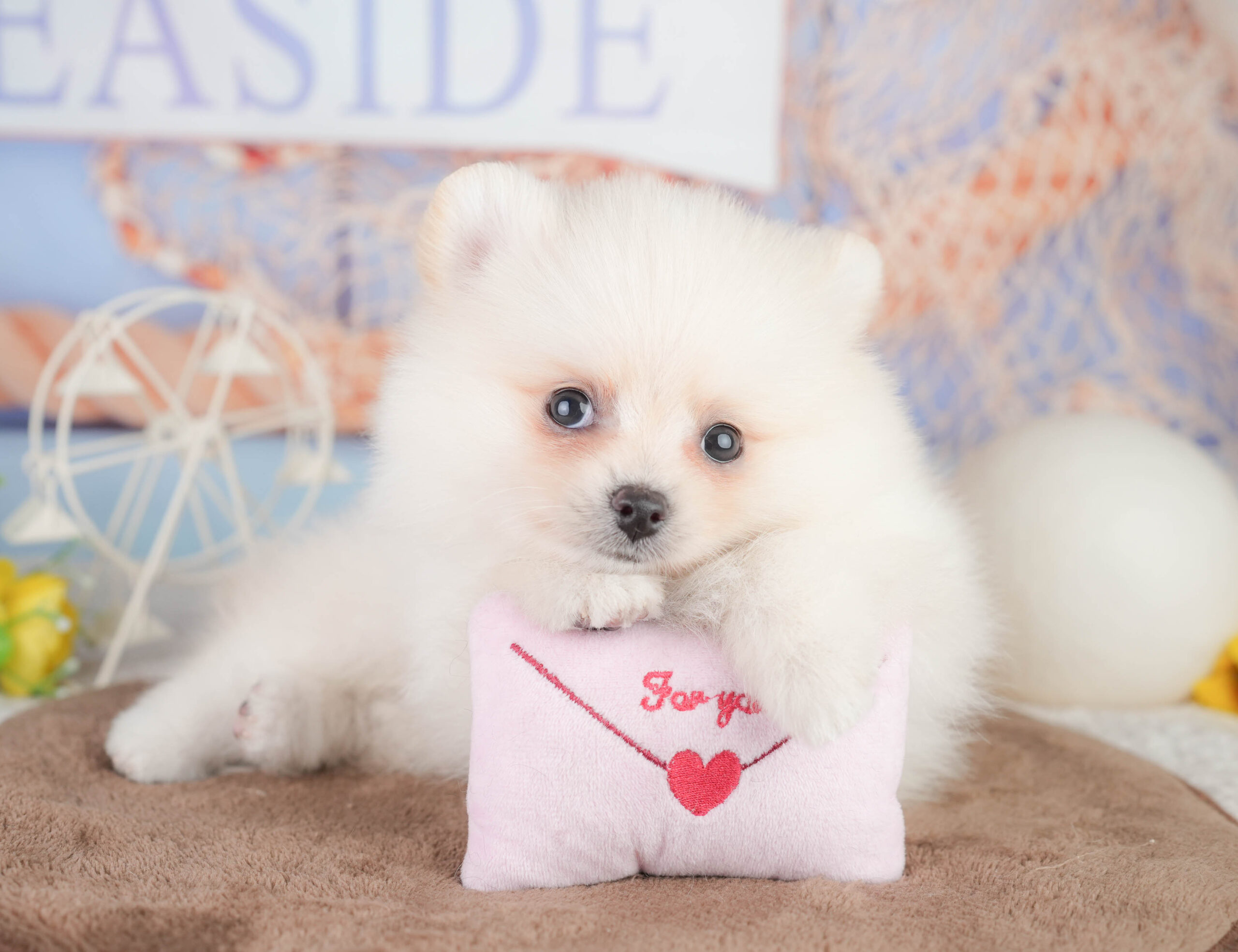 ポメラニアン | 男の子 | クリーム | 2026年1月12日