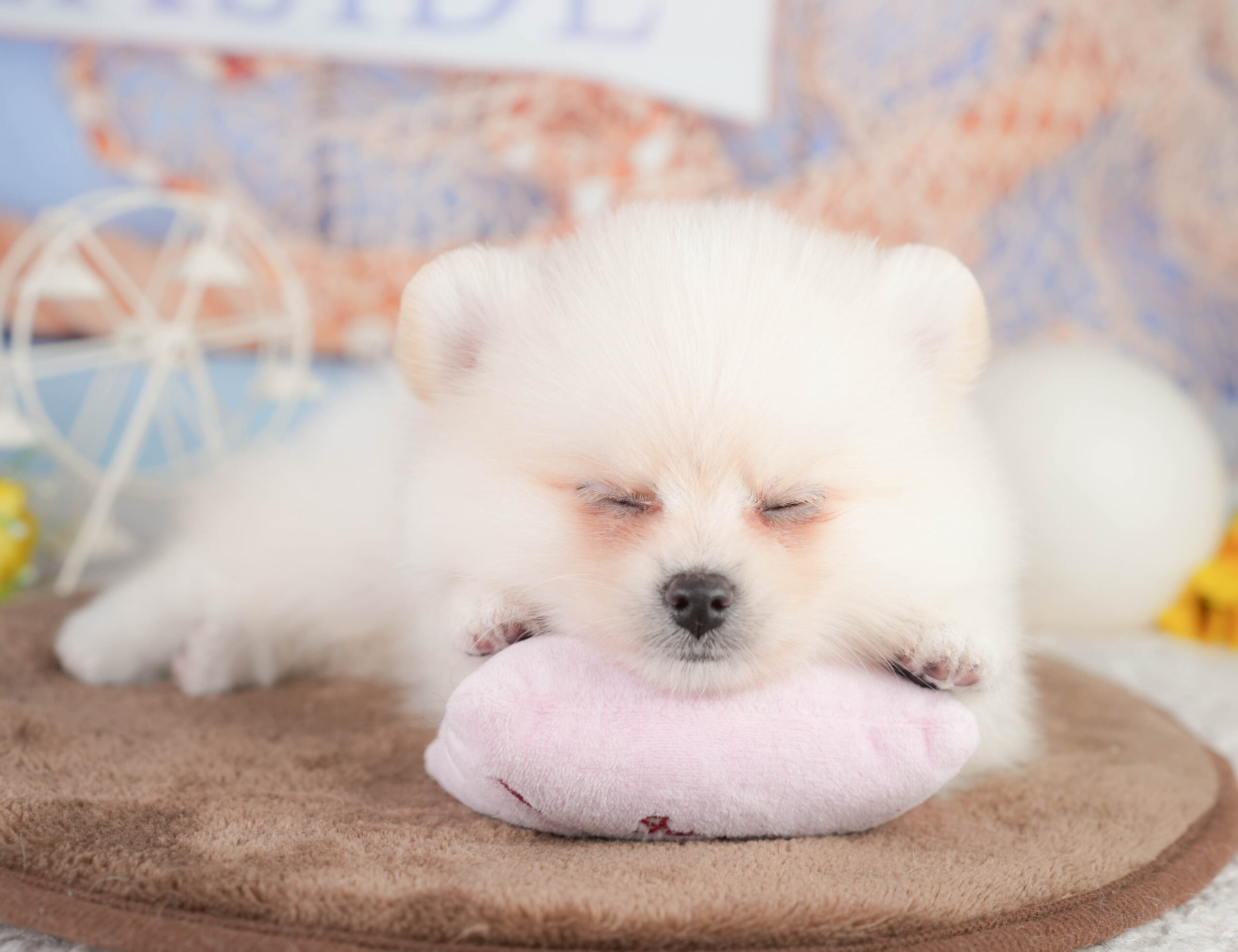 ポメラニアン | 男の子 | クリーム | 2026年1月12日