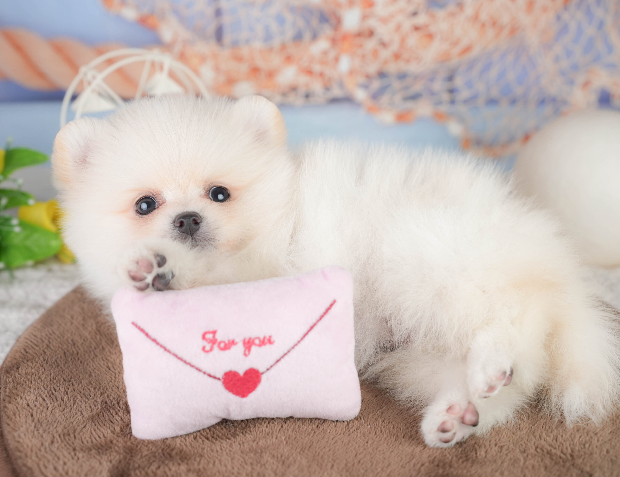 ポメラニアン | 男の子 | クリーム | 2026年1月12日