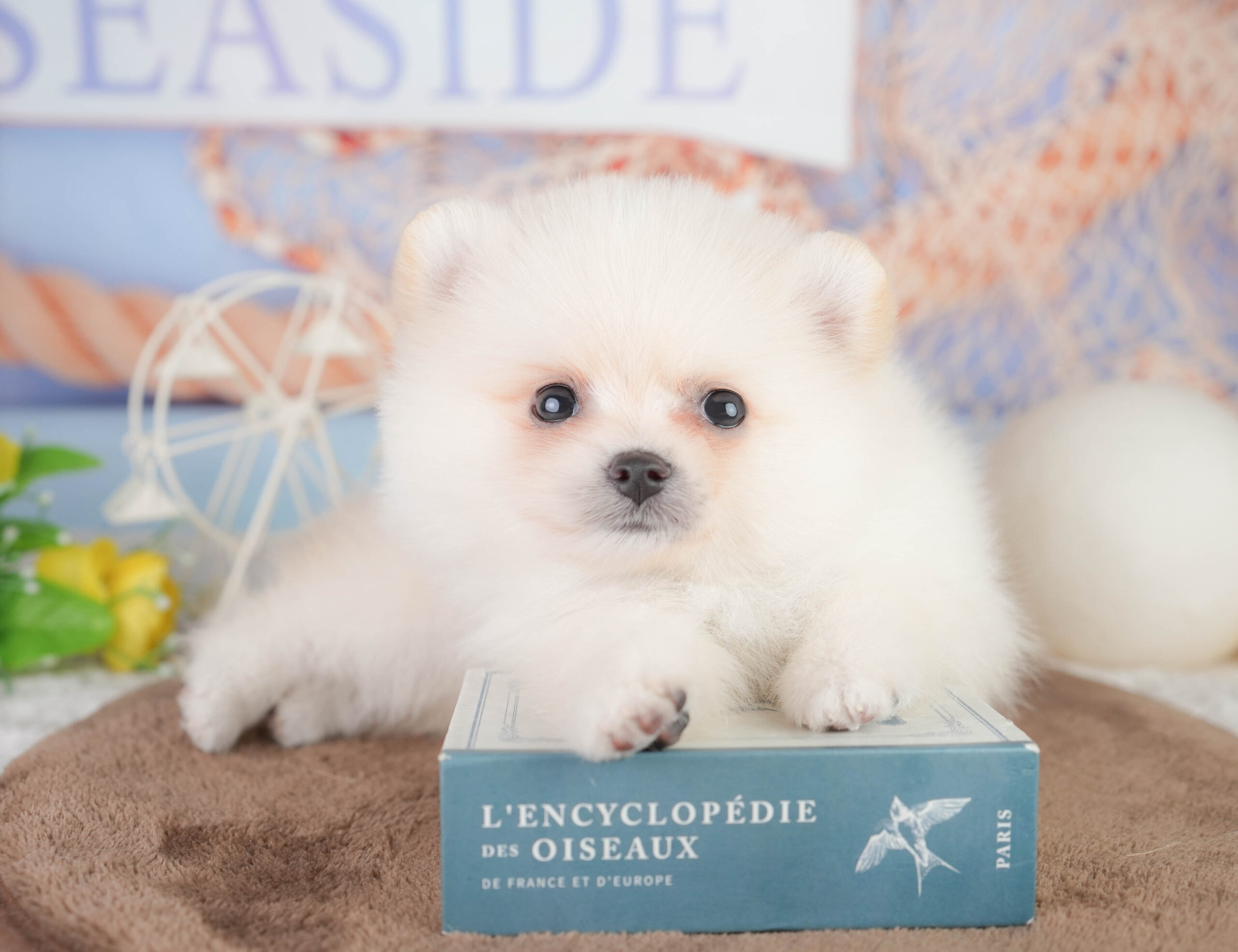 ポメラニアン | 男の子 | クリーム | 2026年1月12日