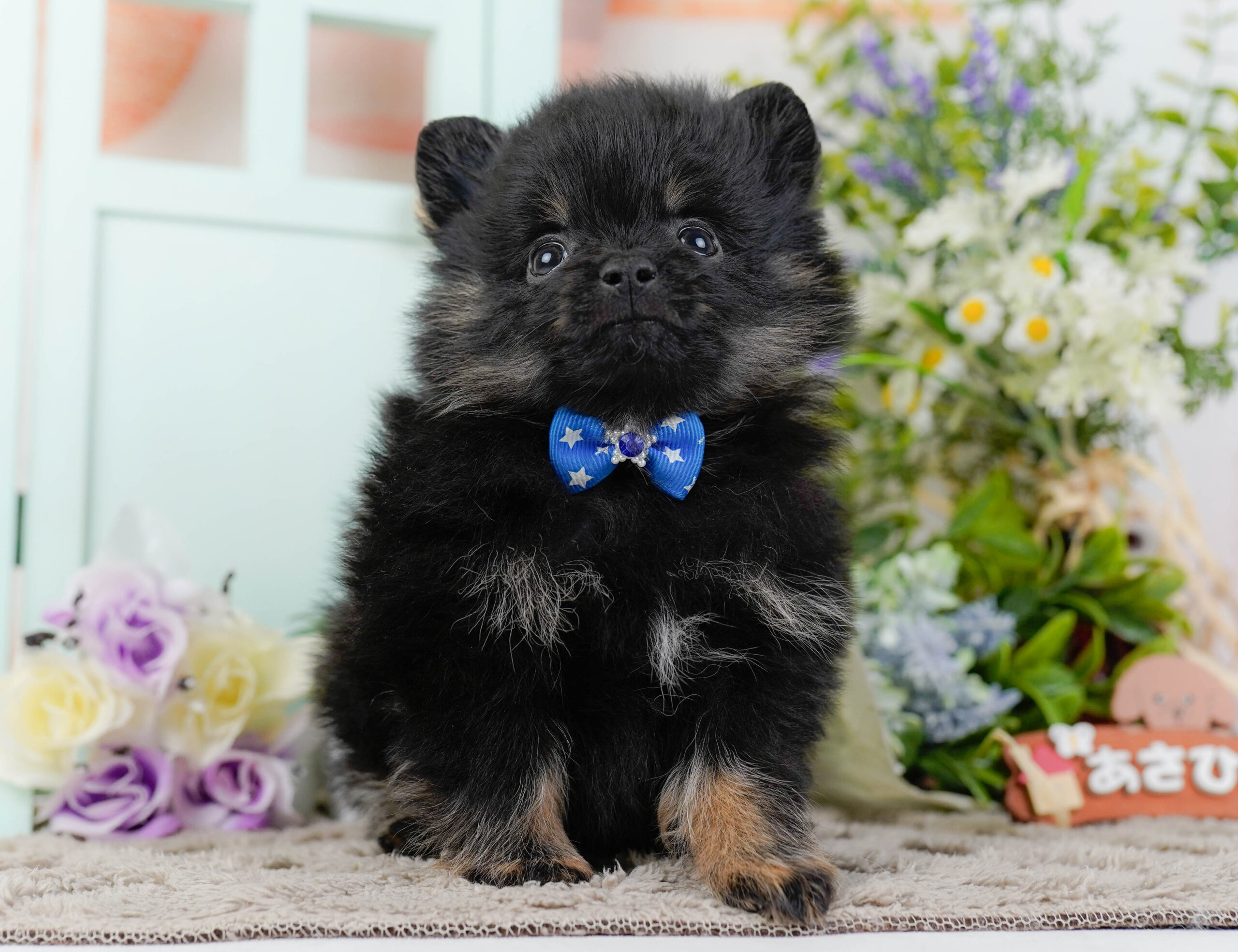 ポメラニアン | 男の子 | ブラック＆タン | 2026年1月12日