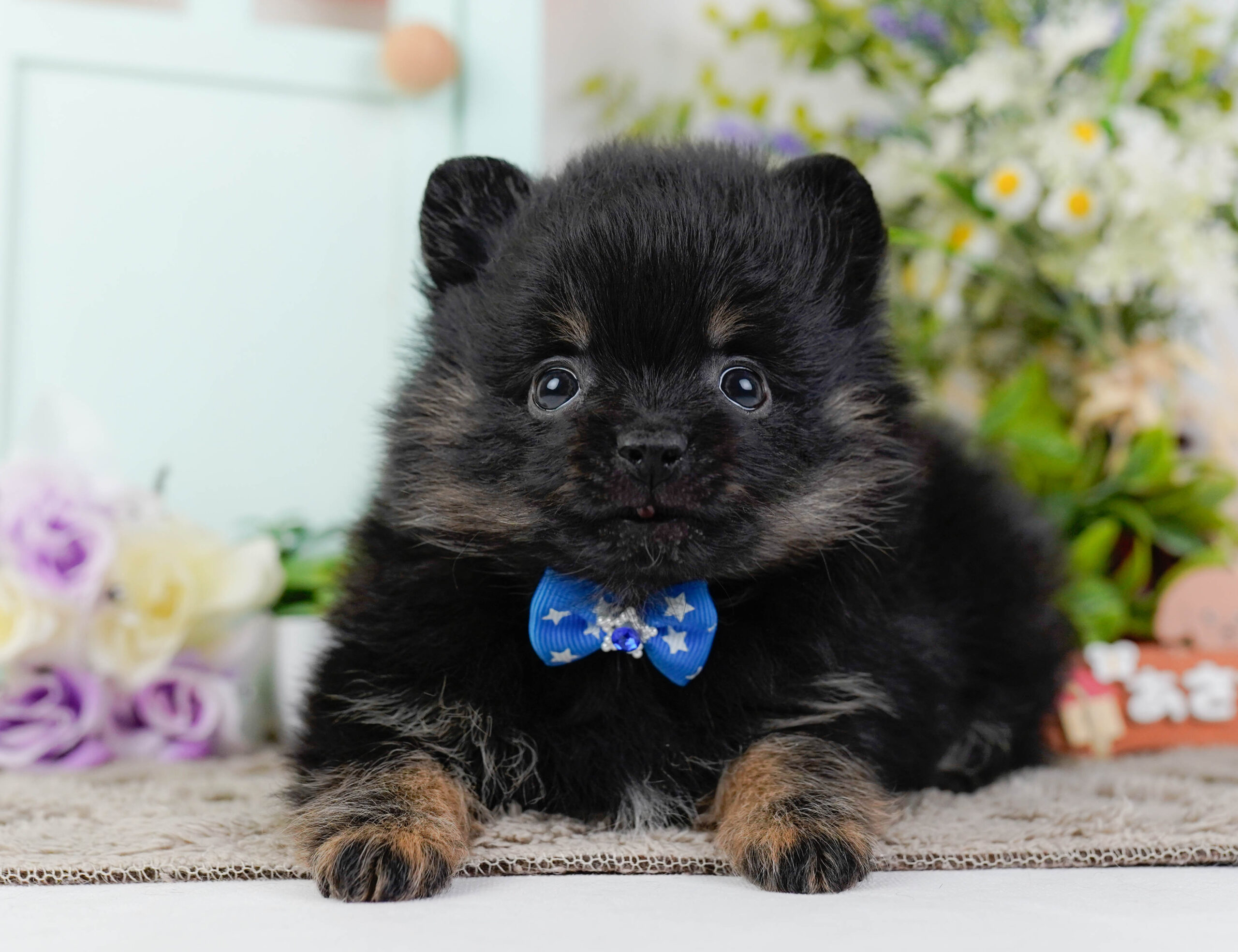 ポメラニアン | 男の子 | ブラック＆タン | 2026年1月12日