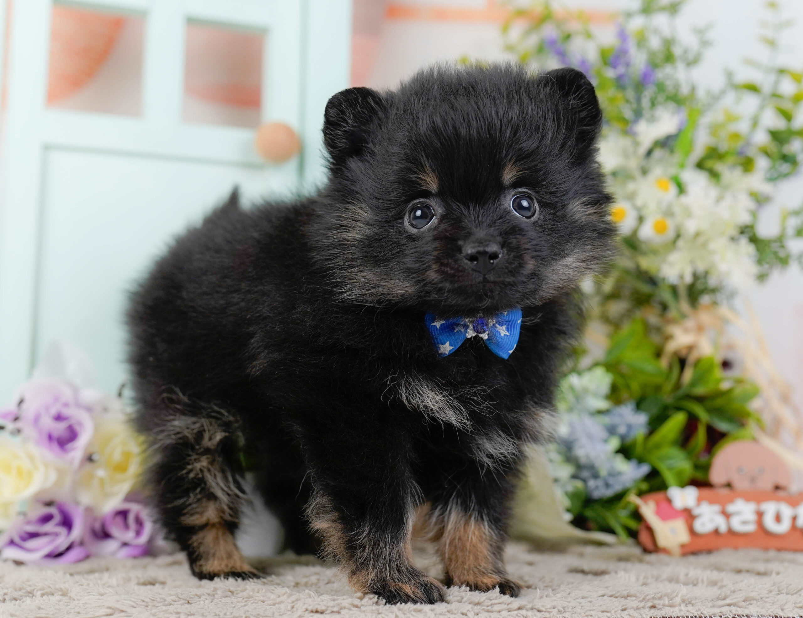 ポメラニアン | 男の子 | ブラック＆タン | 2026年1月12日