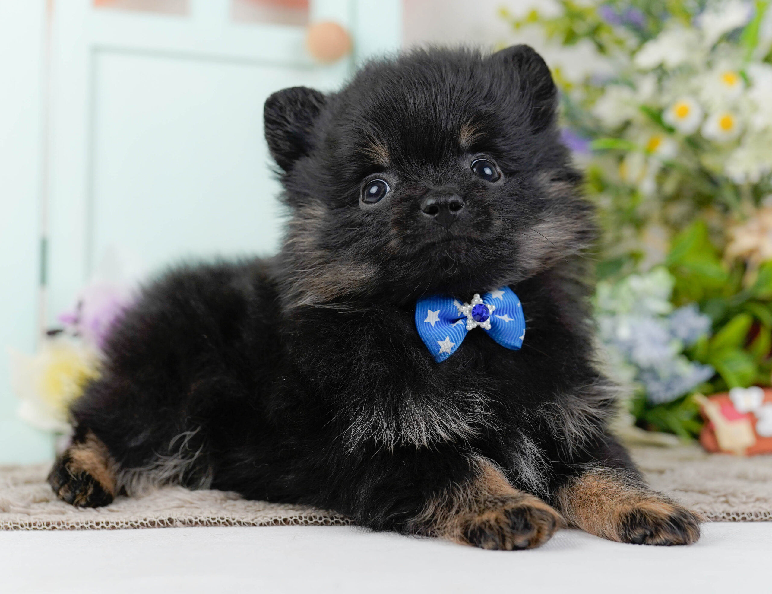 ポメラニアン | 男の子 | ブラック＆タン | 2026年1月12日