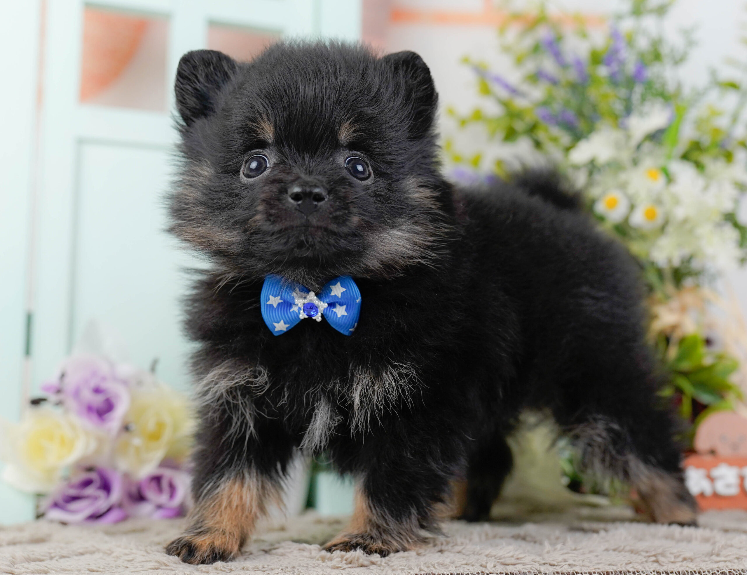 ポメラニアン | 男の子 | ブラック＆タン | 2026年1月12日