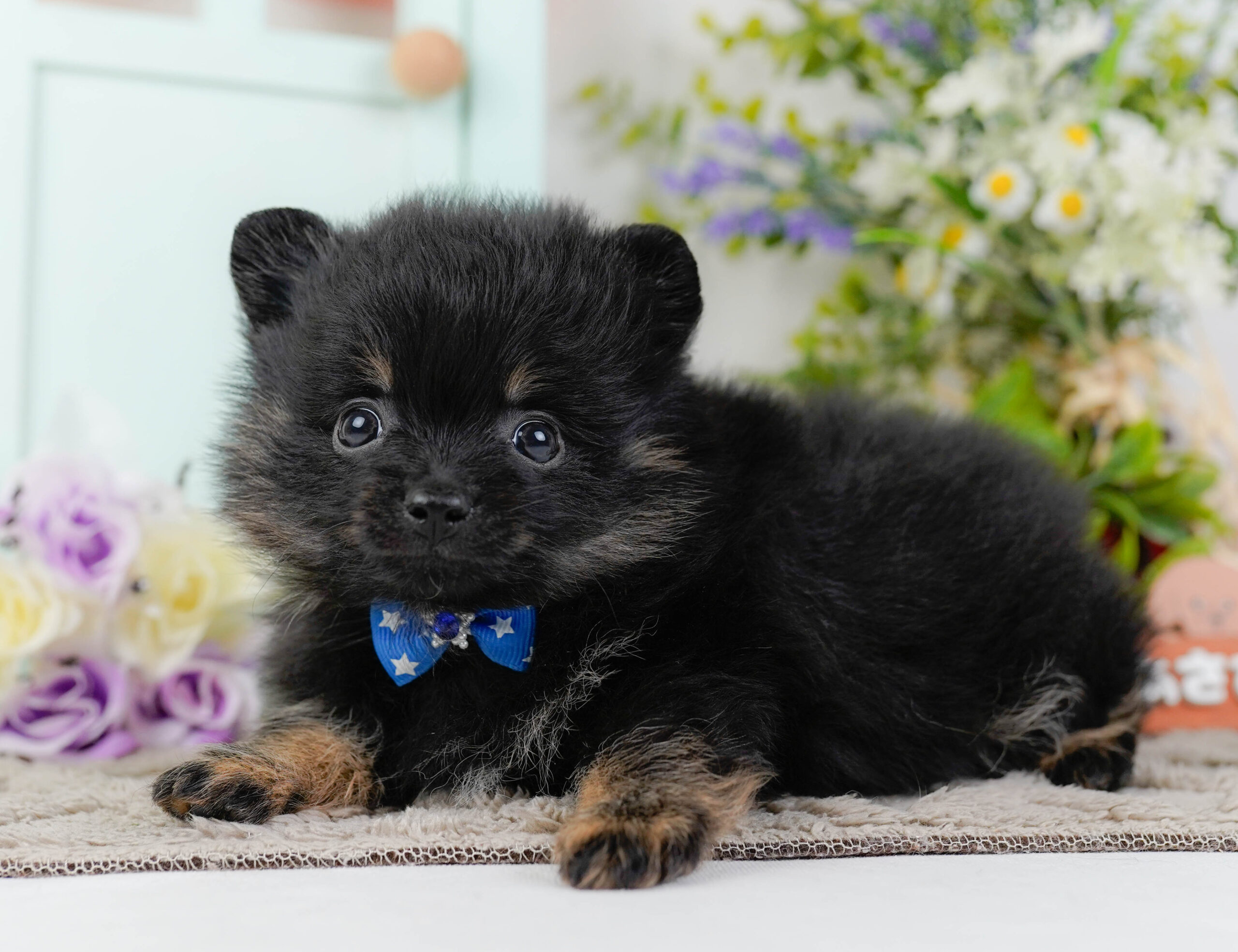 ポメラニアン | 男の子 | ブラック＆タン | 2026年1月12日