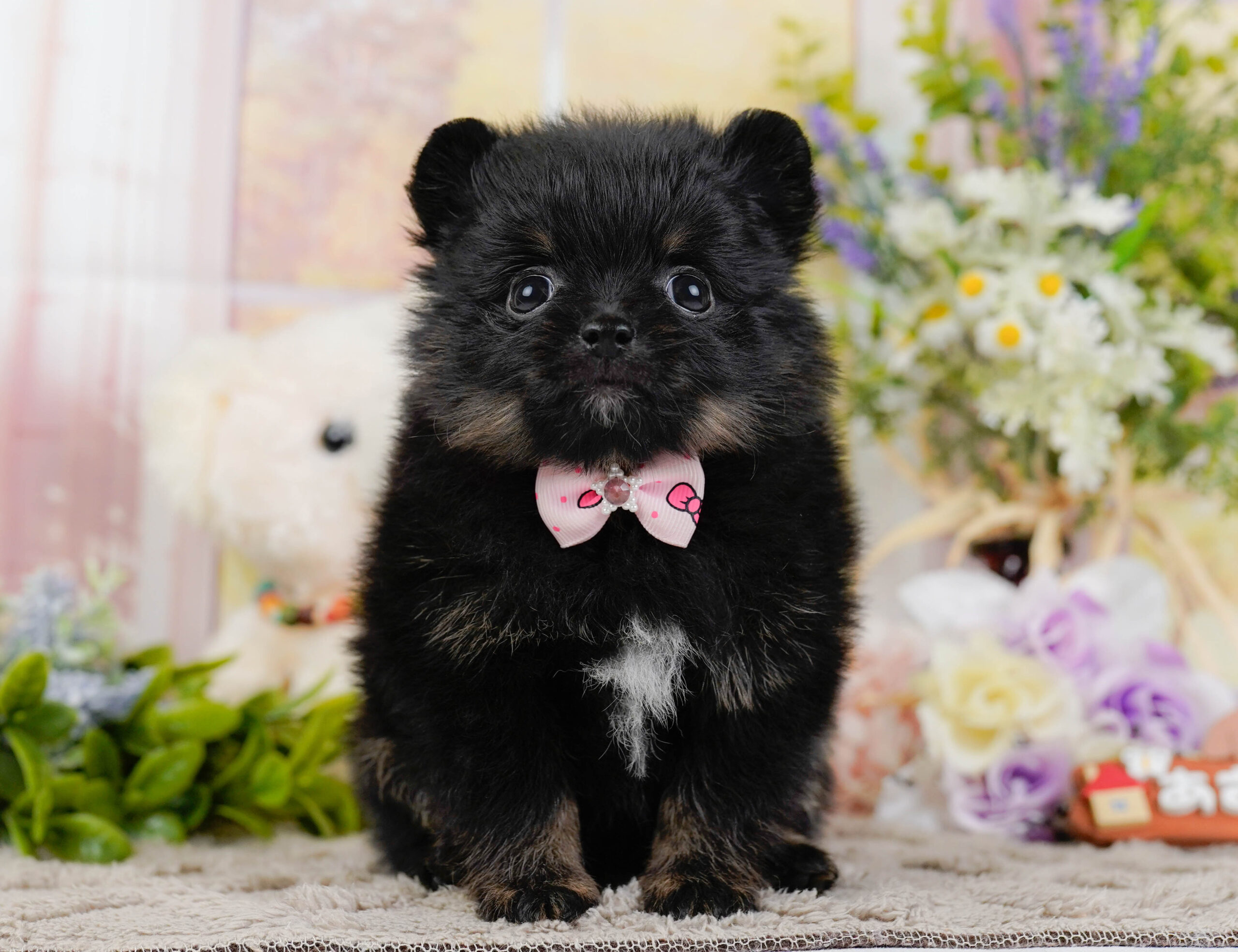 ポメラニアン | 女の子 | ブラック＆タン | 2026年1月12日