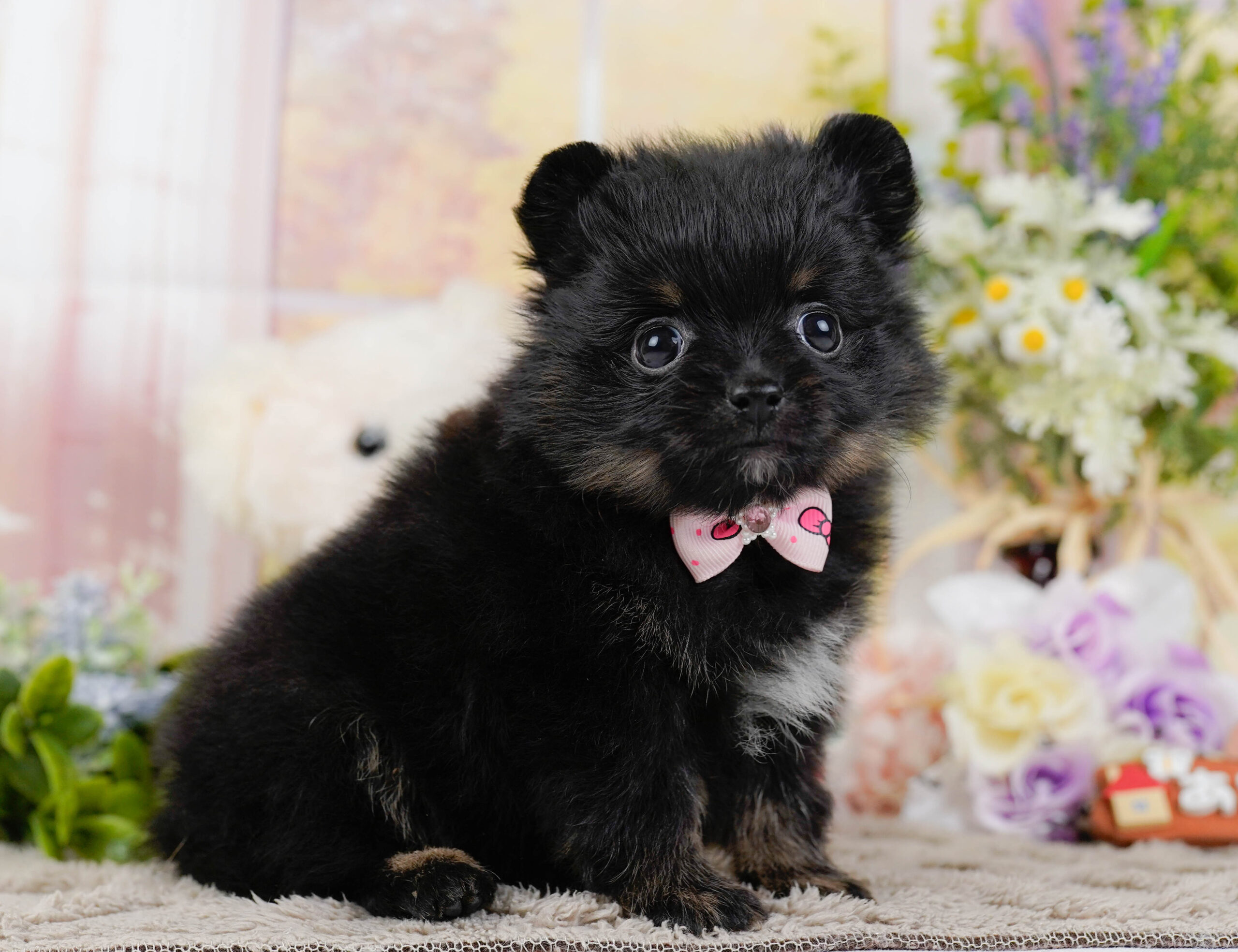 ポメラニアン | 女の子 | ブラック＆タン | 2026年1月12日