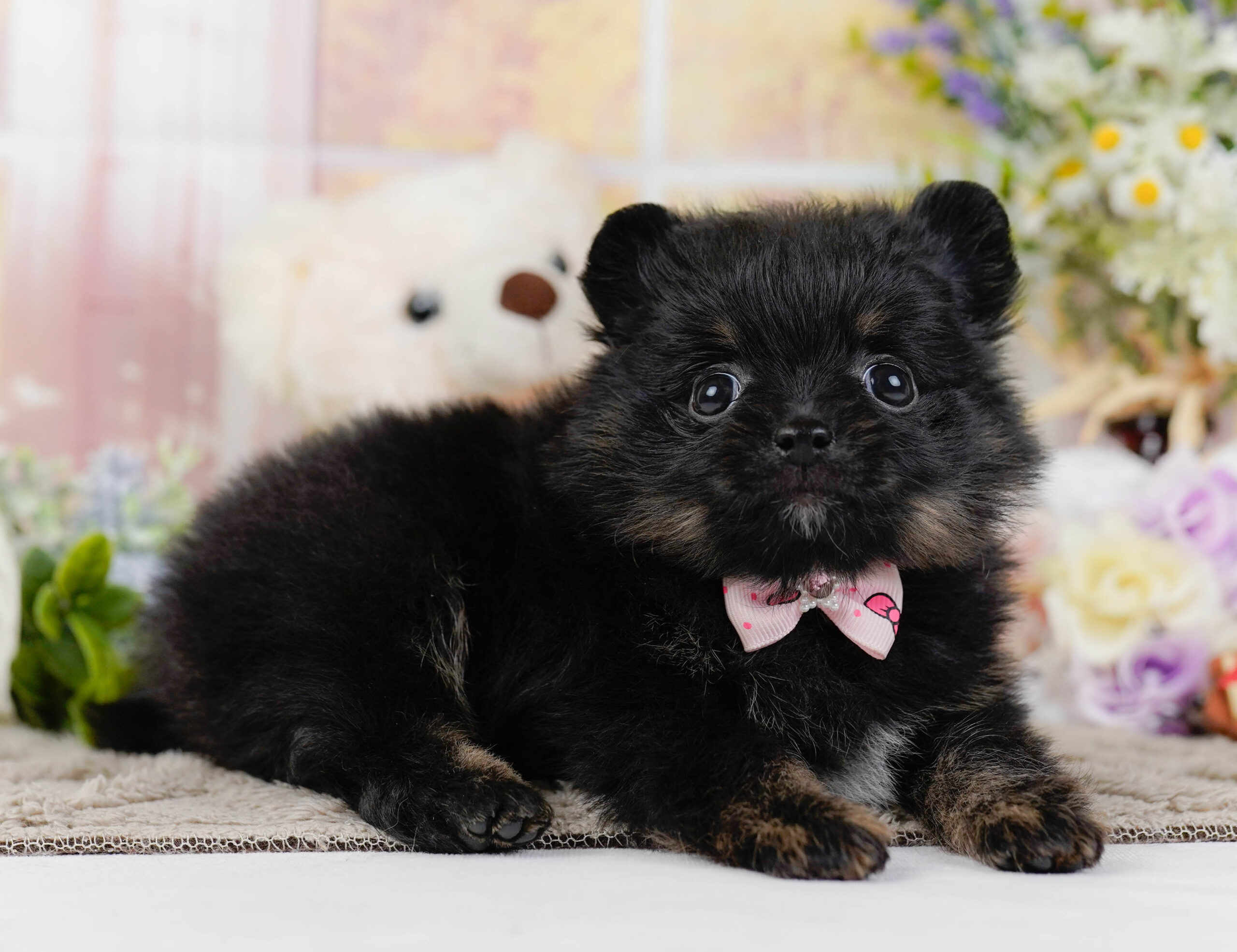 ポメラニアン | 女の子 | ブラック＆タン | 2026年1月12日