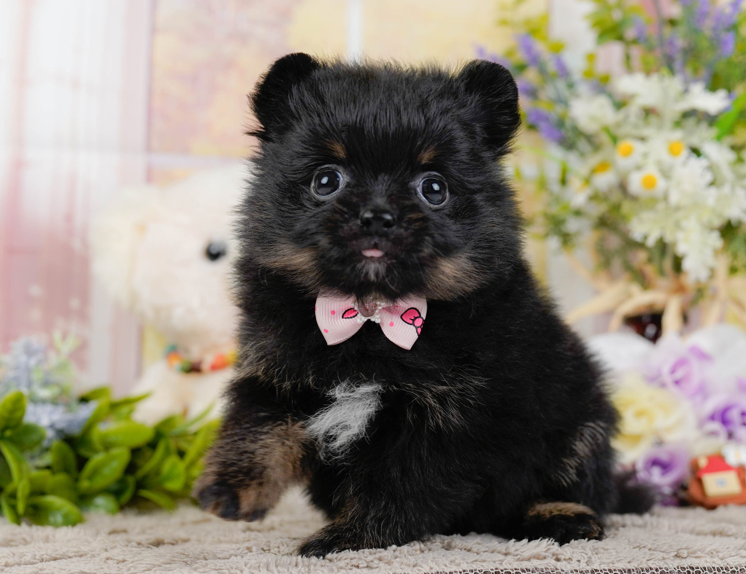 ポメラニアン | 女の子 | ブラック＆タン | 2026年1月12日