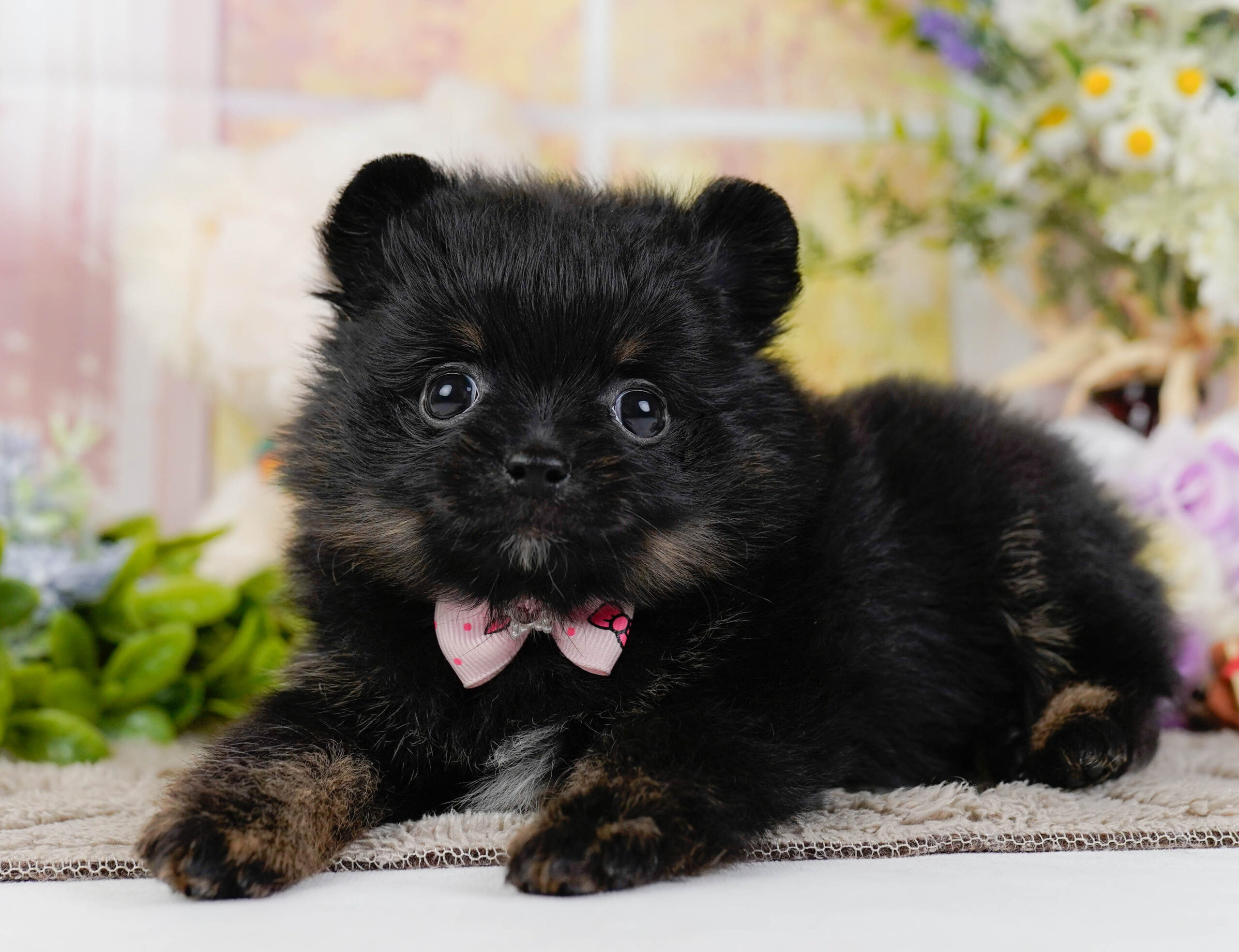 ポメラニアン | 女の子 | ブラック＆タン | 2026年1月12日