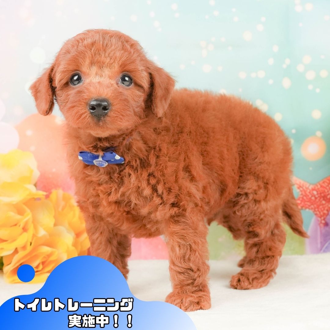 トイ・プードル | 男の子 | レッド | 2026年1月12日
