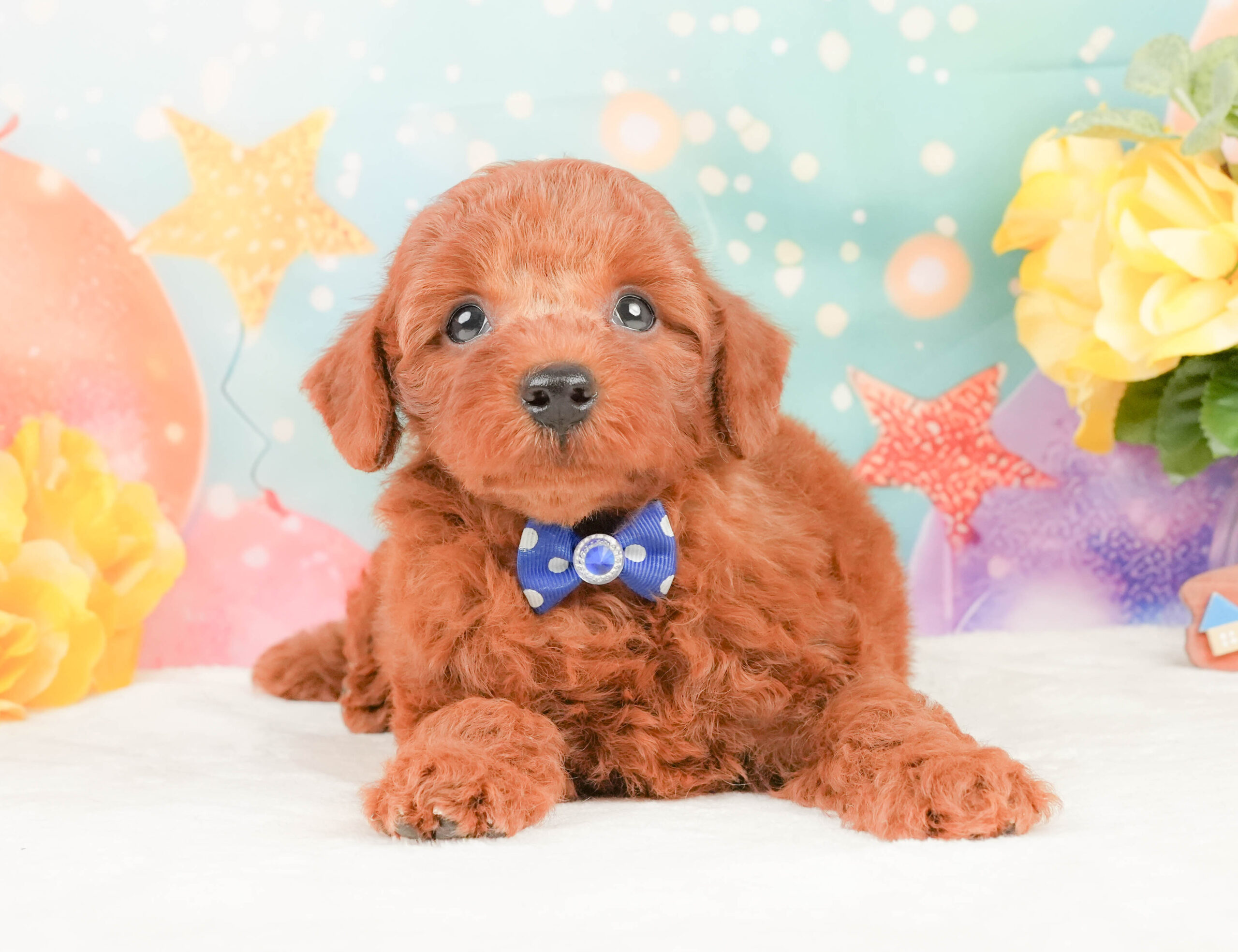 トイ・プードル | 男の子 | レッド | 2026年1月12日