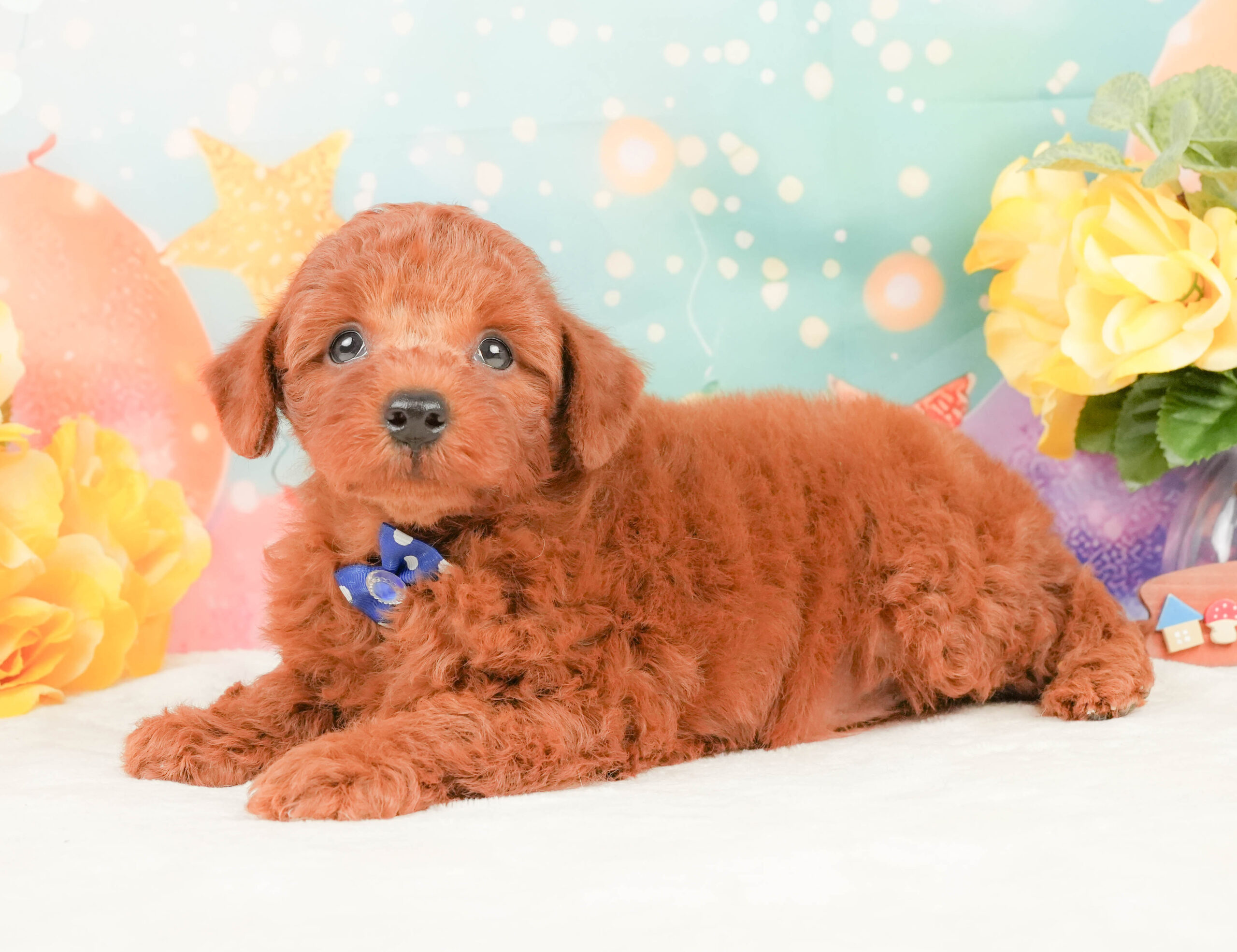 トイ・プードル | 男の子 | レッド | 2026年1月12日