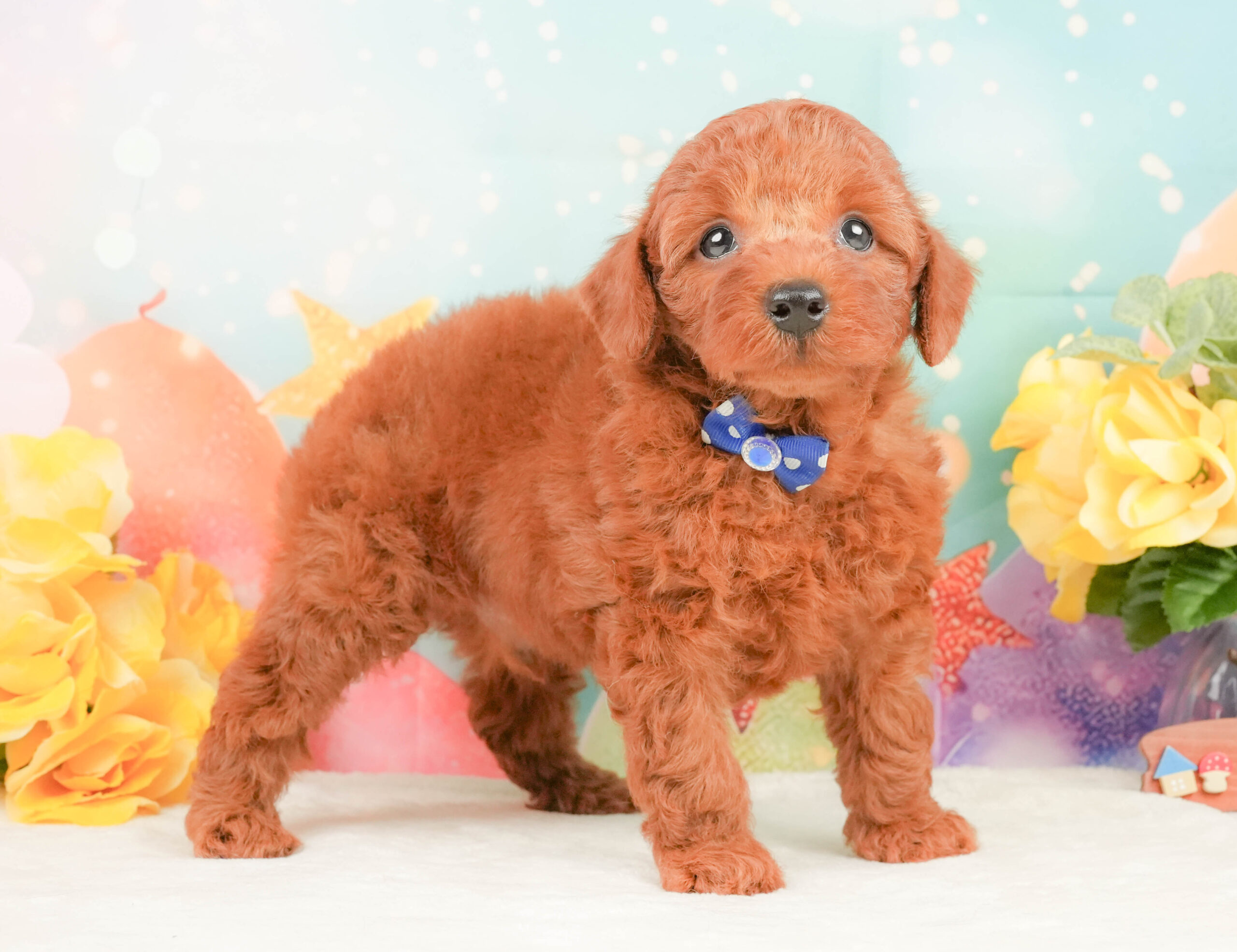 トイ・プードル | 男の子 | レッド | 2026年1月12日