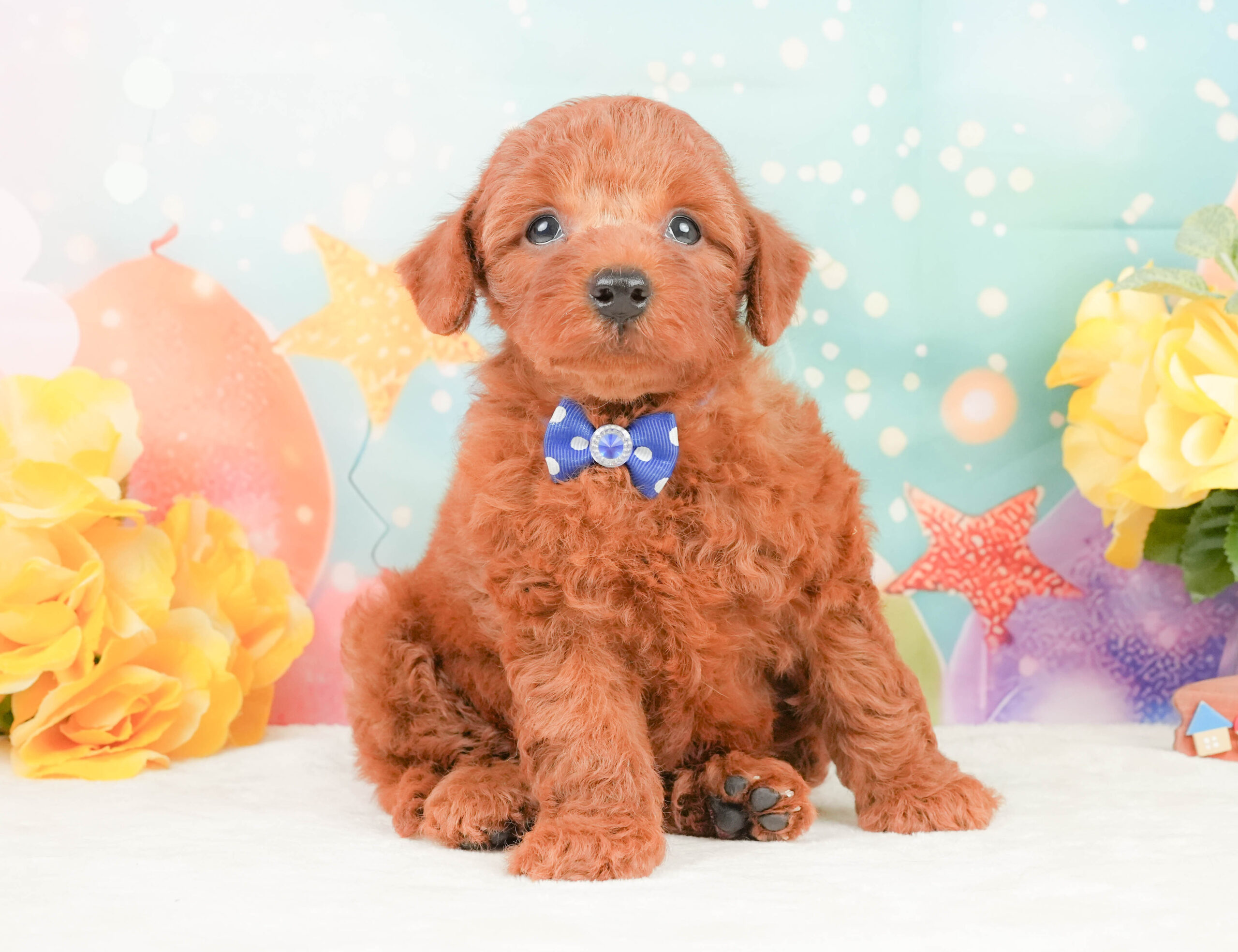 トイ・プードル | 男の子 | レッド | 2026年1月12日