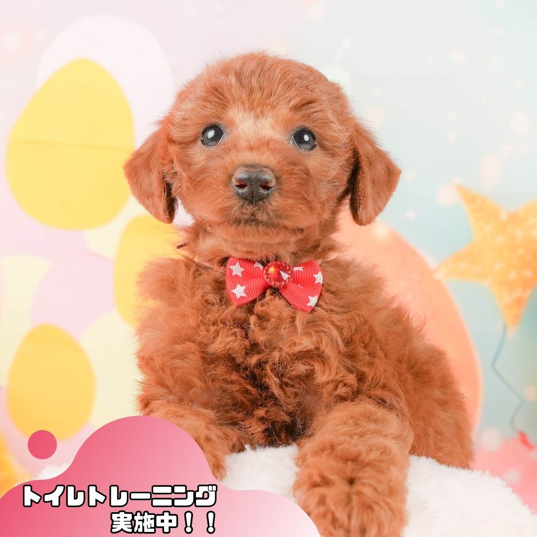 トイ・プードル | 女の子 | レッド | 2026年1月12日