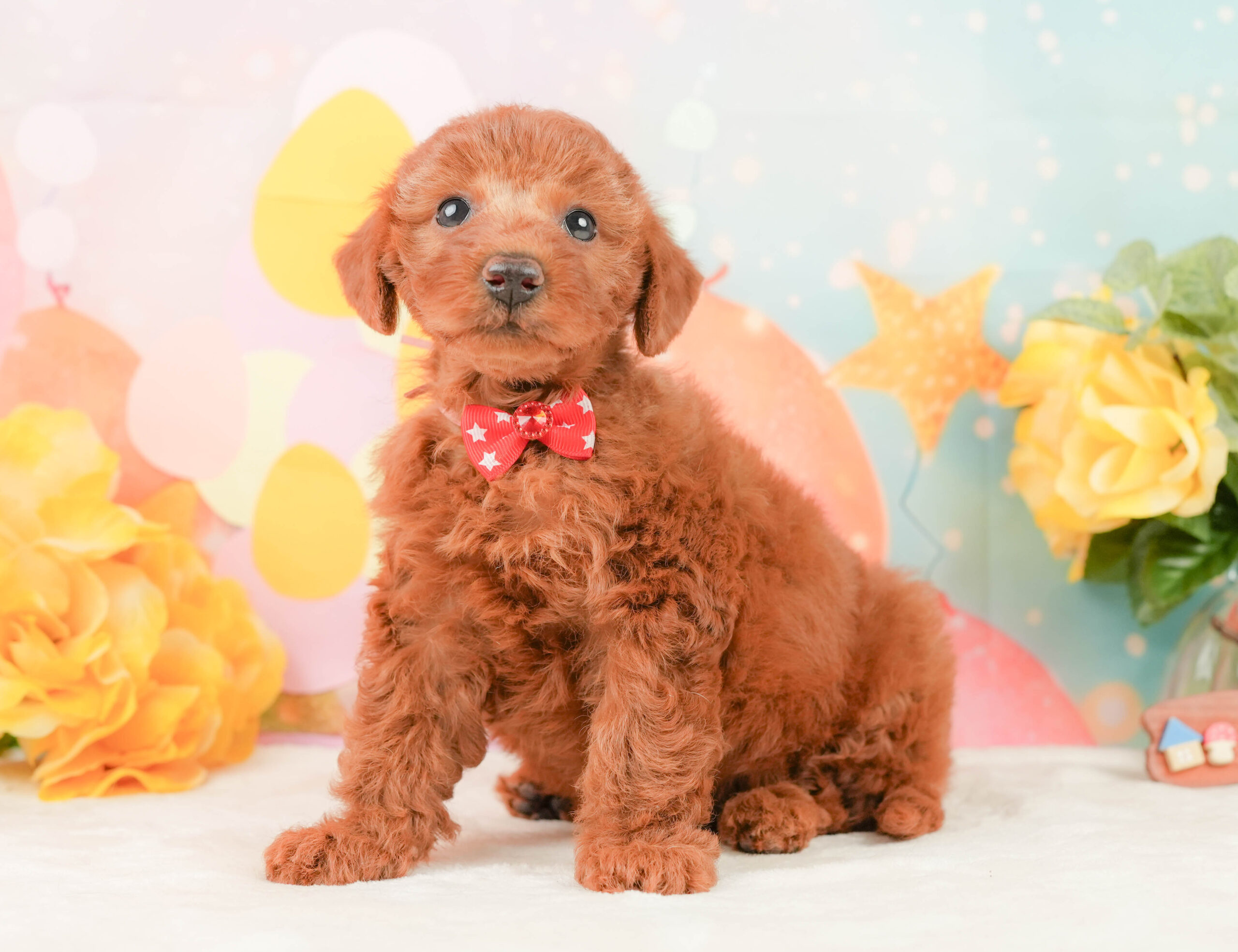 トイ・プードル | 女の子 | レッド | 2026年1月12日