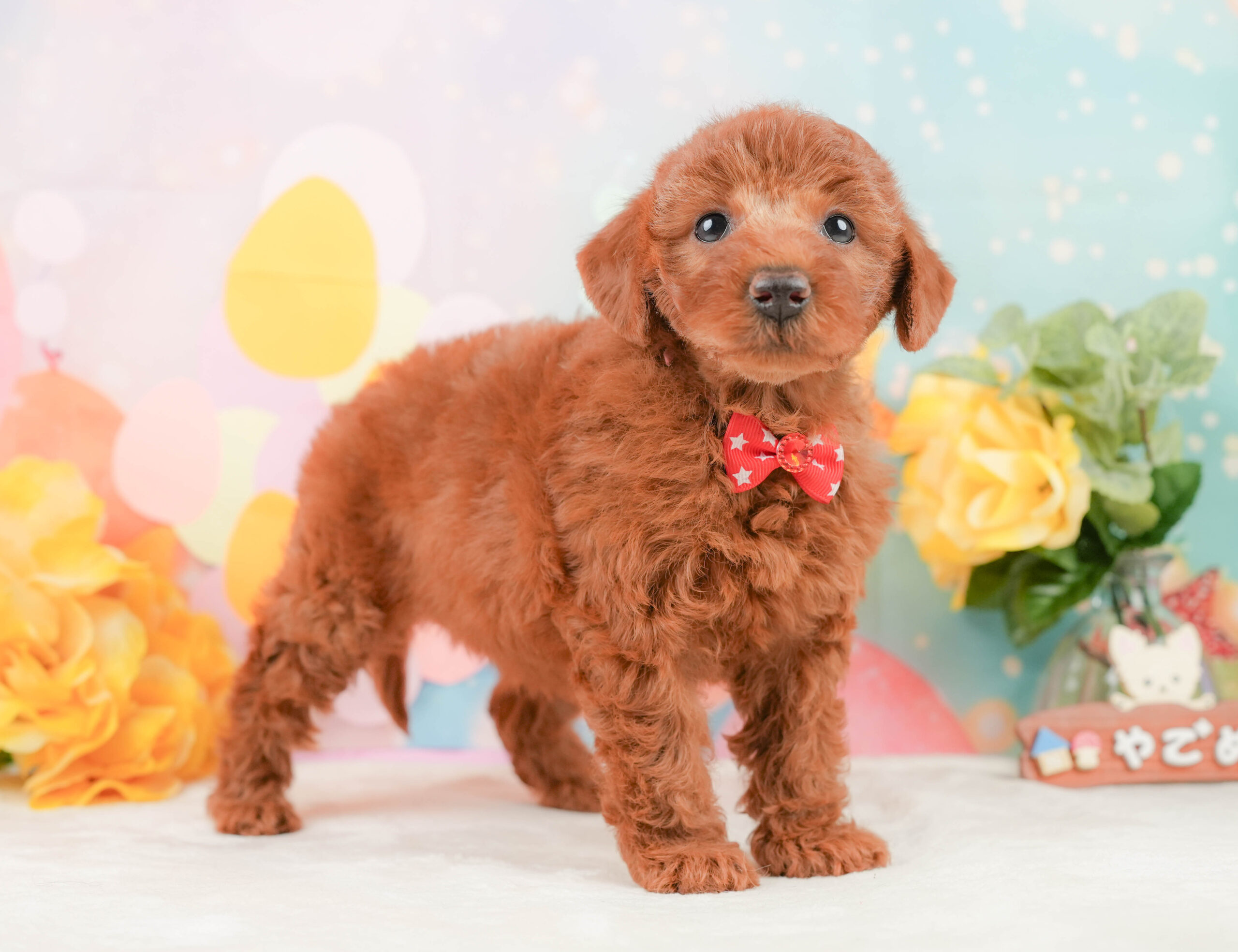 トイ・プードル | 女の子 | レッド | 2026年1月12日