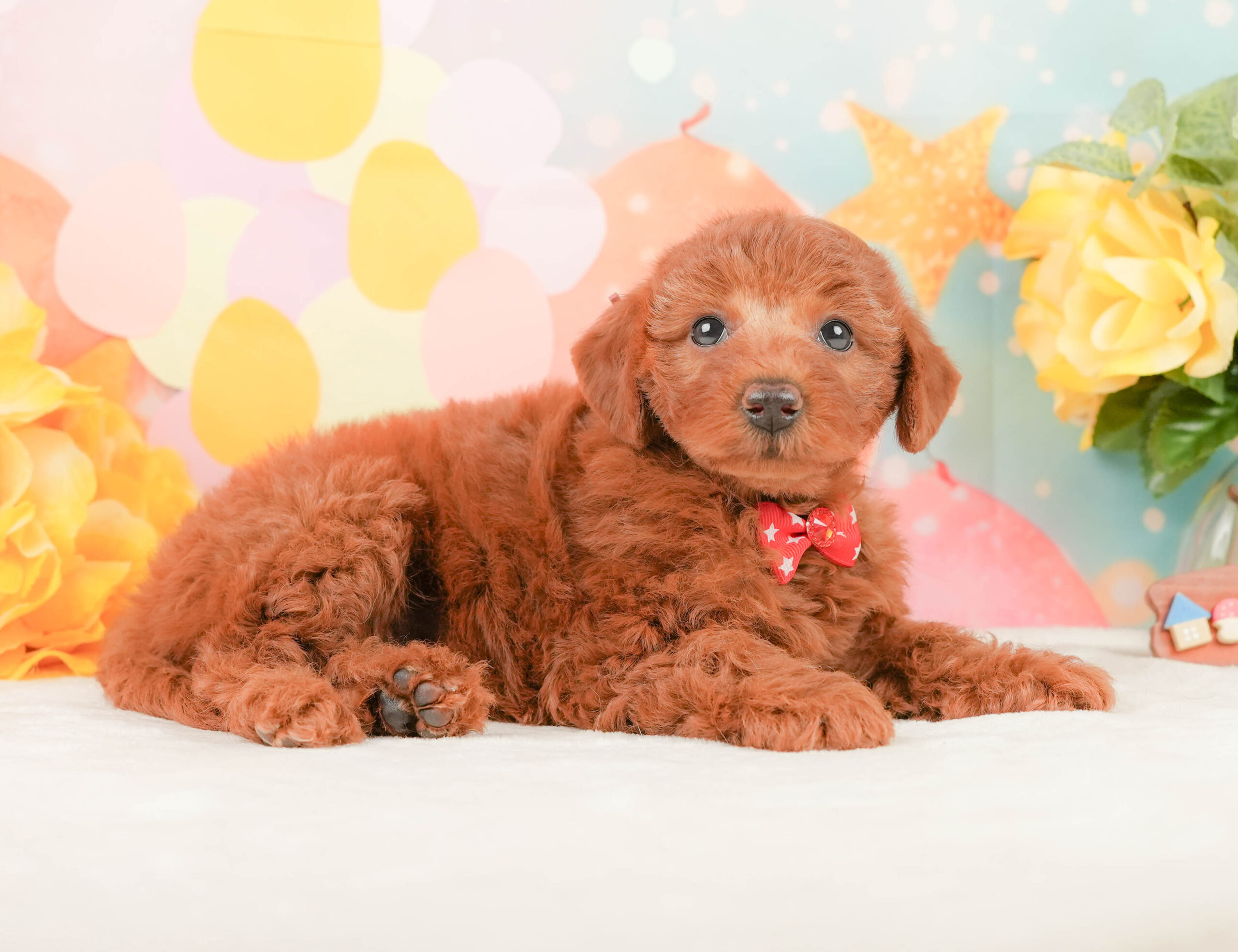 トイ・プードル | 女の子 | レッド | 2026年1月12日