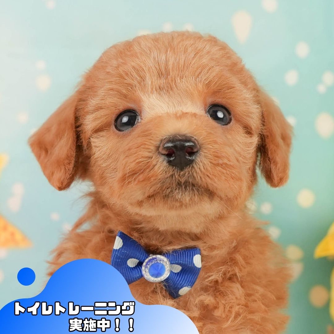 トイ・プードル | 男の子 | レッド | 2026年1月13日