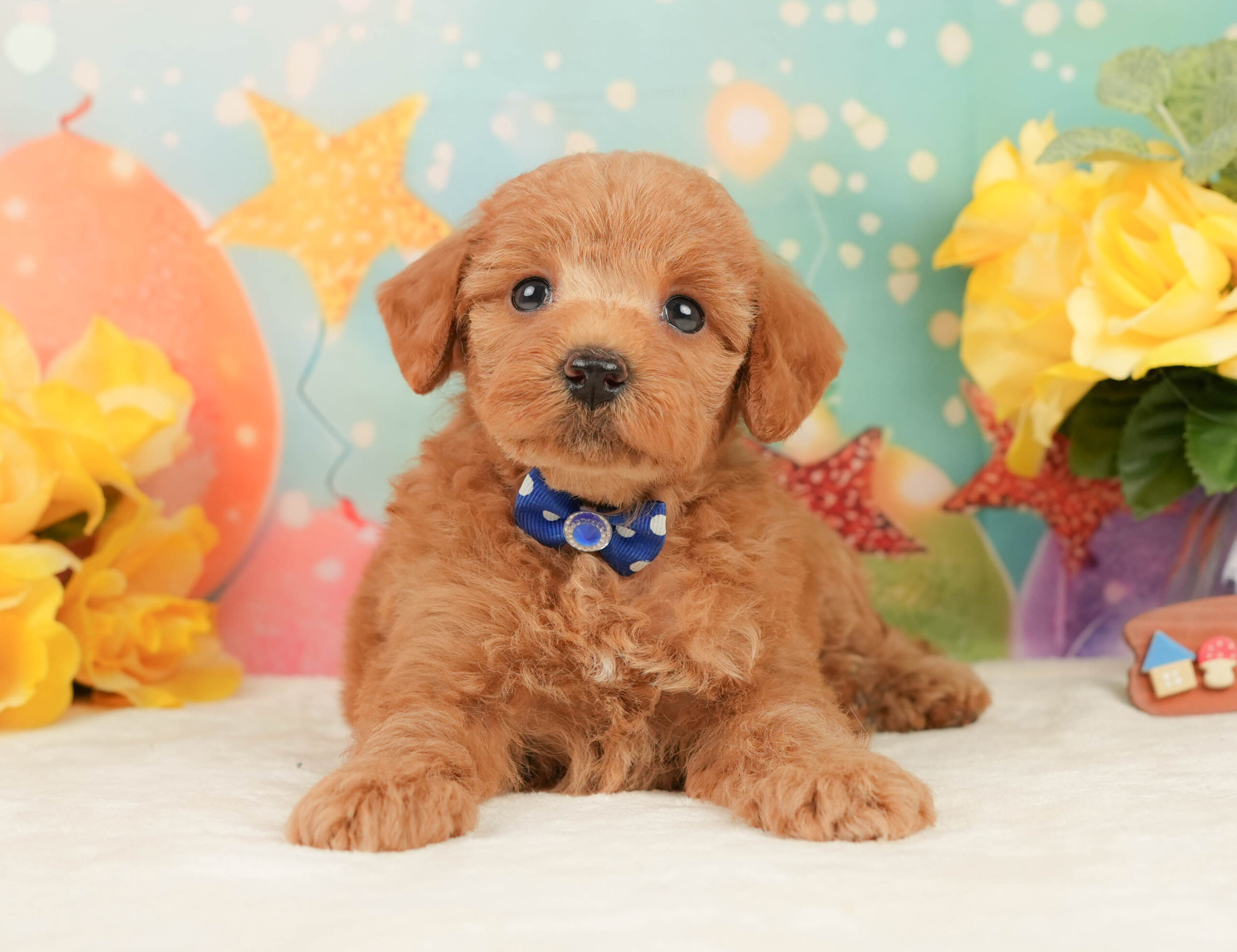 トイ・プードル | 男の子 | レッド | 2026年1月13日