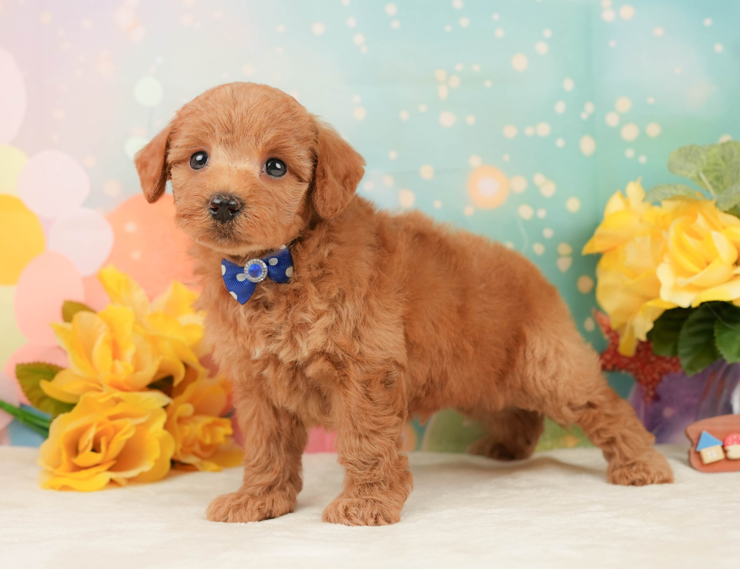 トイ・プードル | 男の子 | レッド | 2026年1月13日