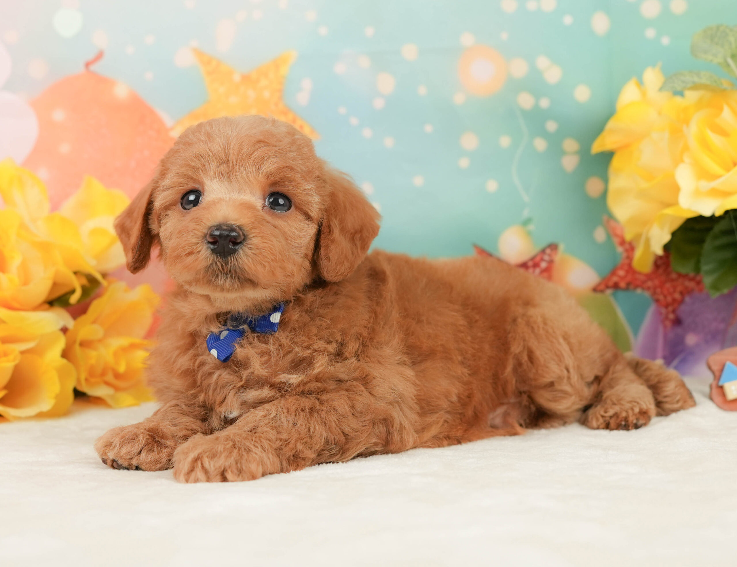 トイ・プードル | 男の子 | レッド | 2026年1月13日