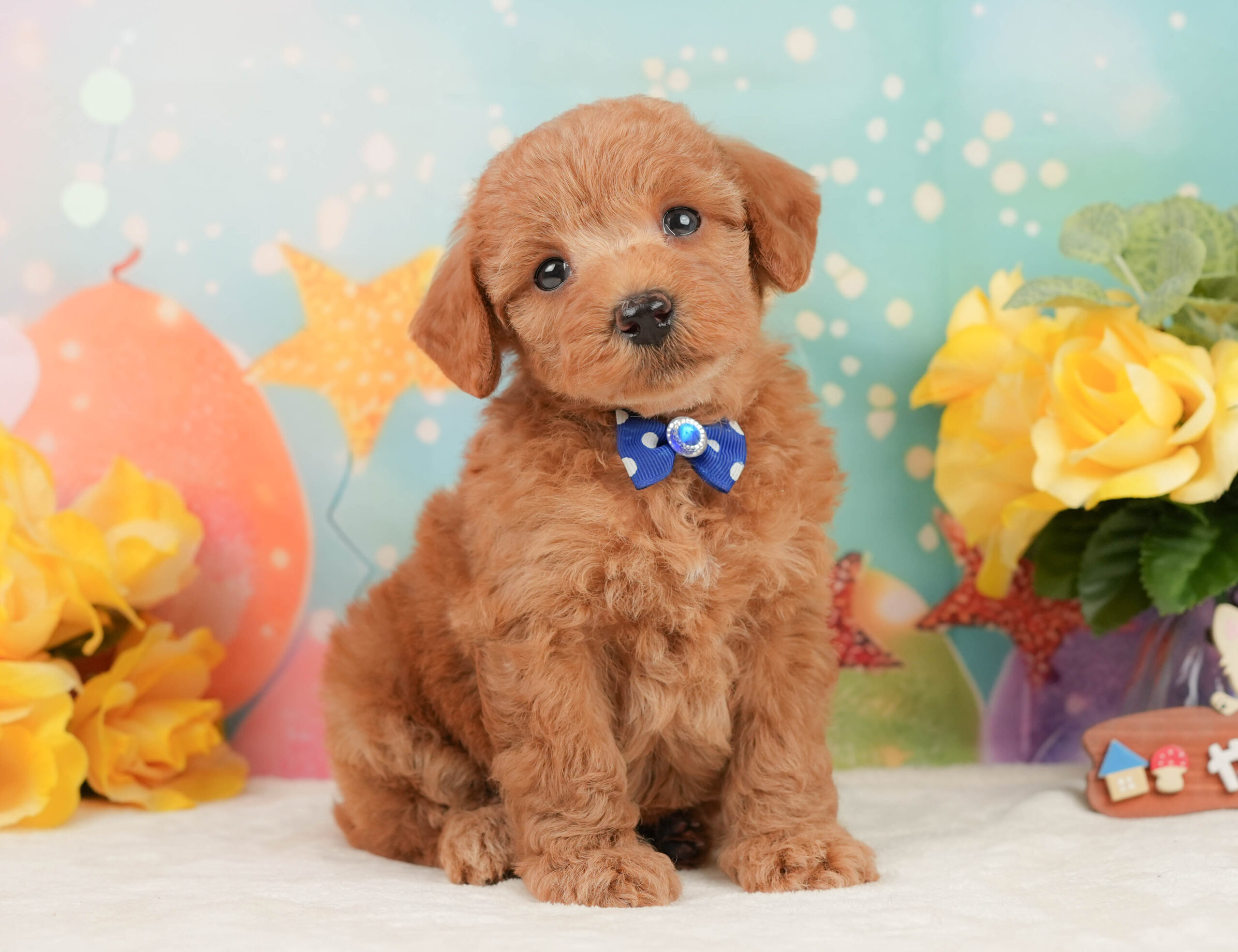 トイ・プードル | 男の子 | レッド | 2026年1月13日